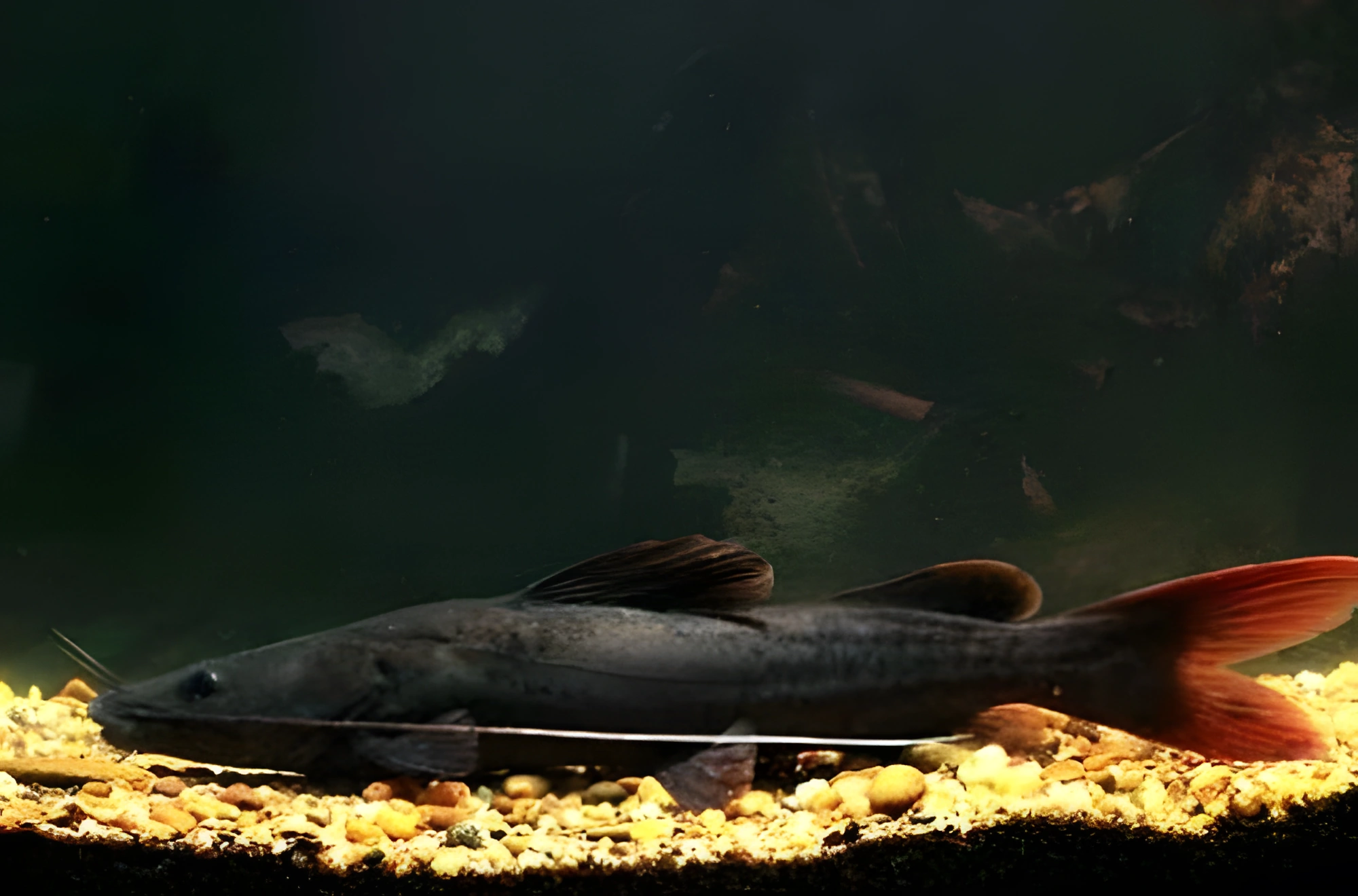 Fotografía del pez de acuario Hemibagrus de cola roja