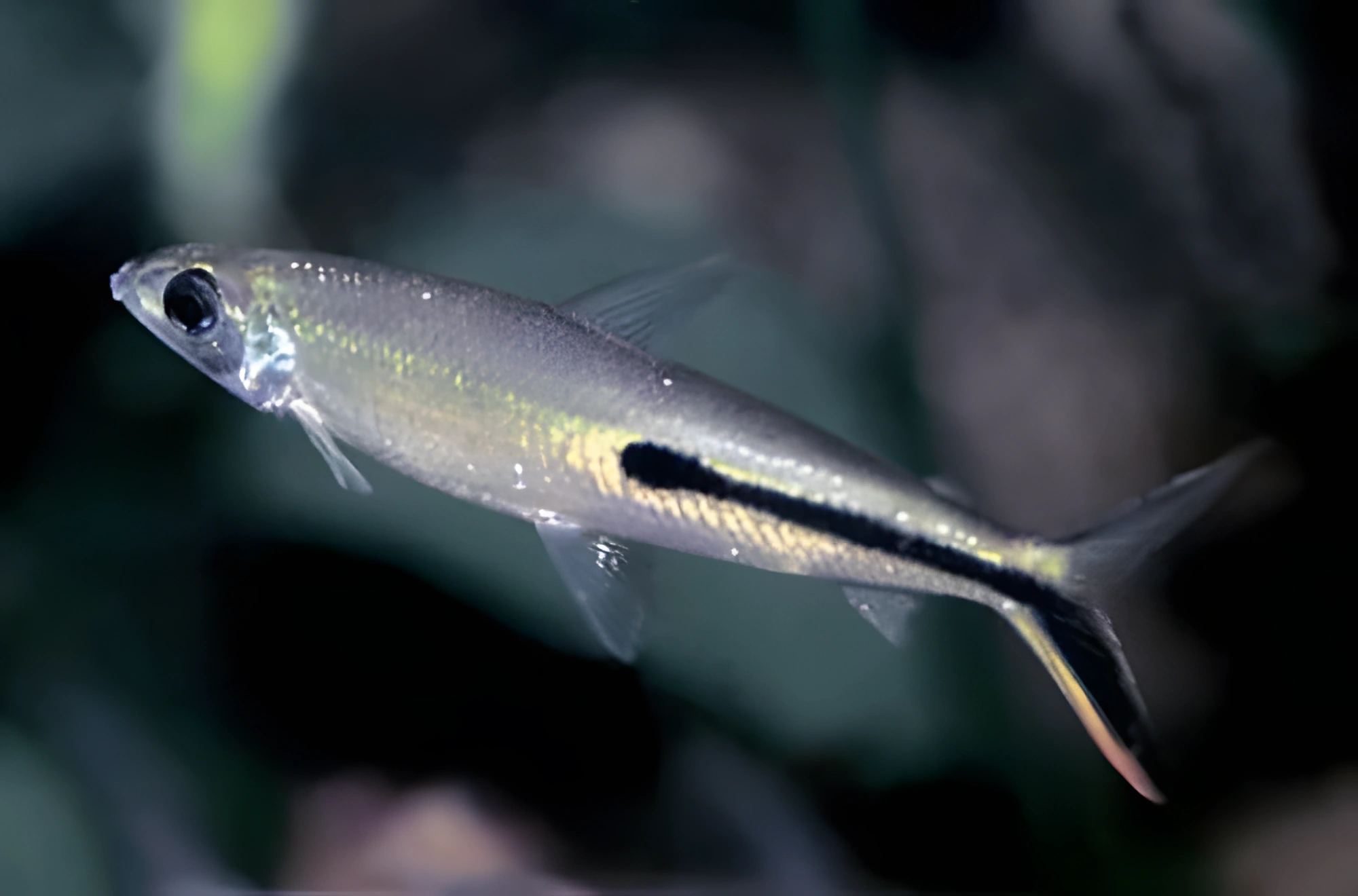 Fotografía del pez de acuario Hemiodopsis grácil