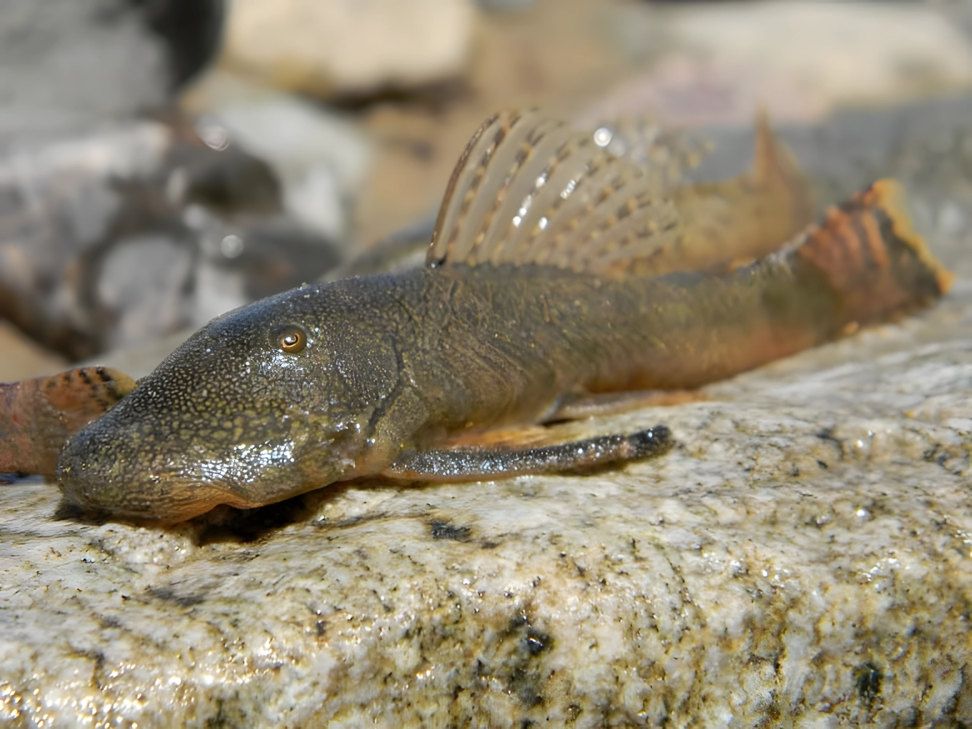 Fotografía del pez de acuario Chaetostoma de Fischer