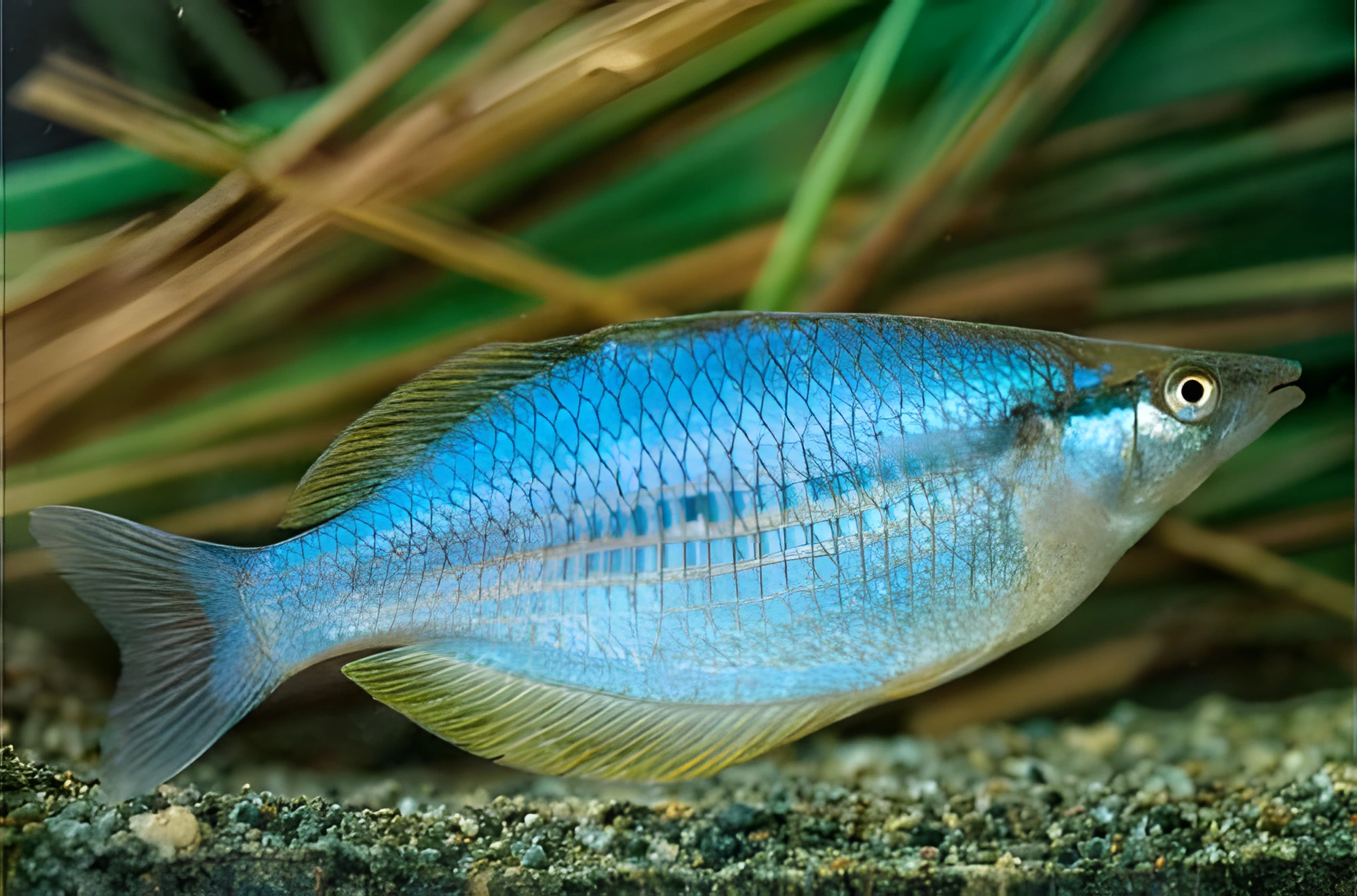 Fotografía del pez de acuario Pez arcoíris Chilatherina