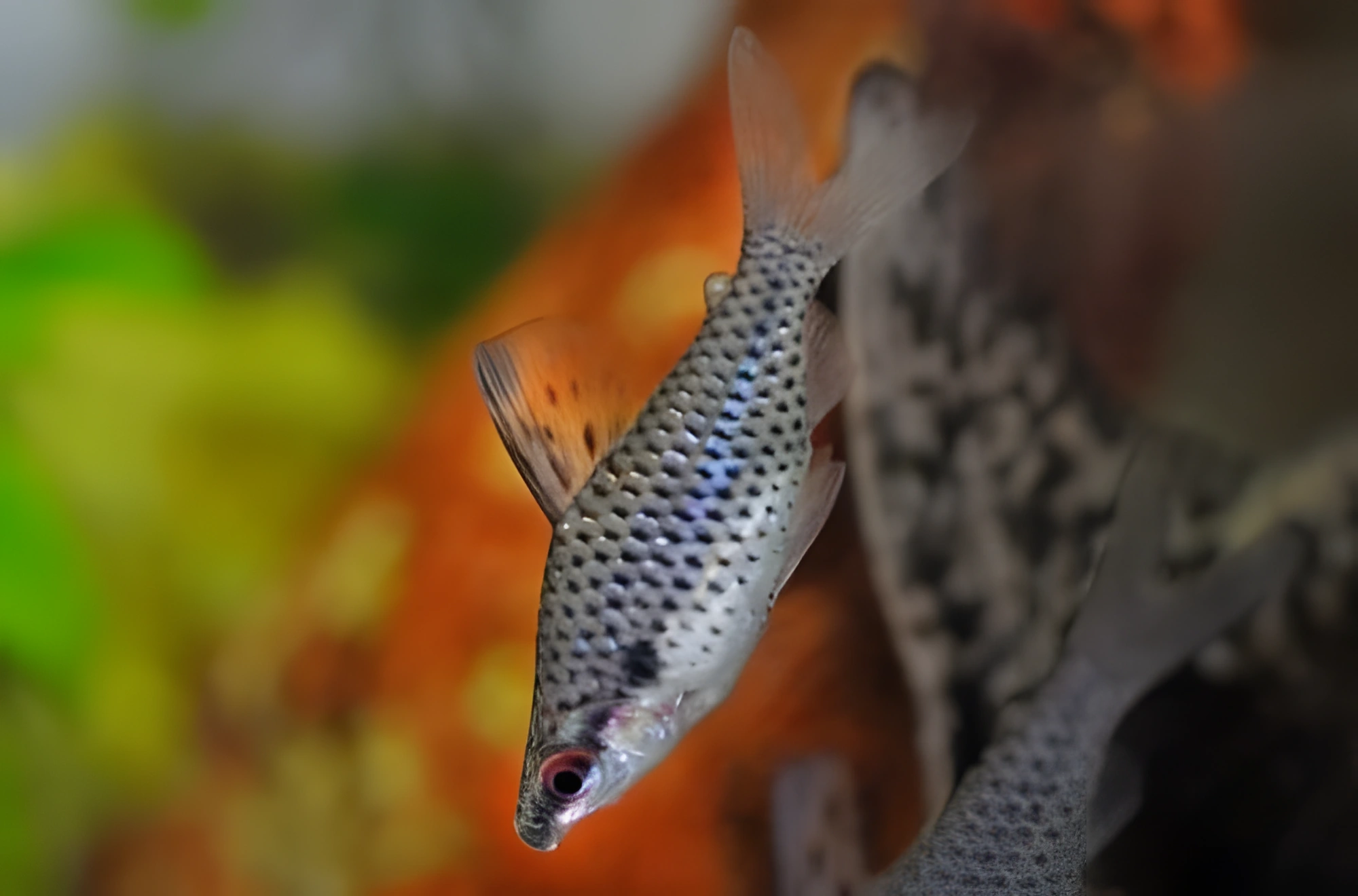 Fotografía del pez de acuario Chilodus