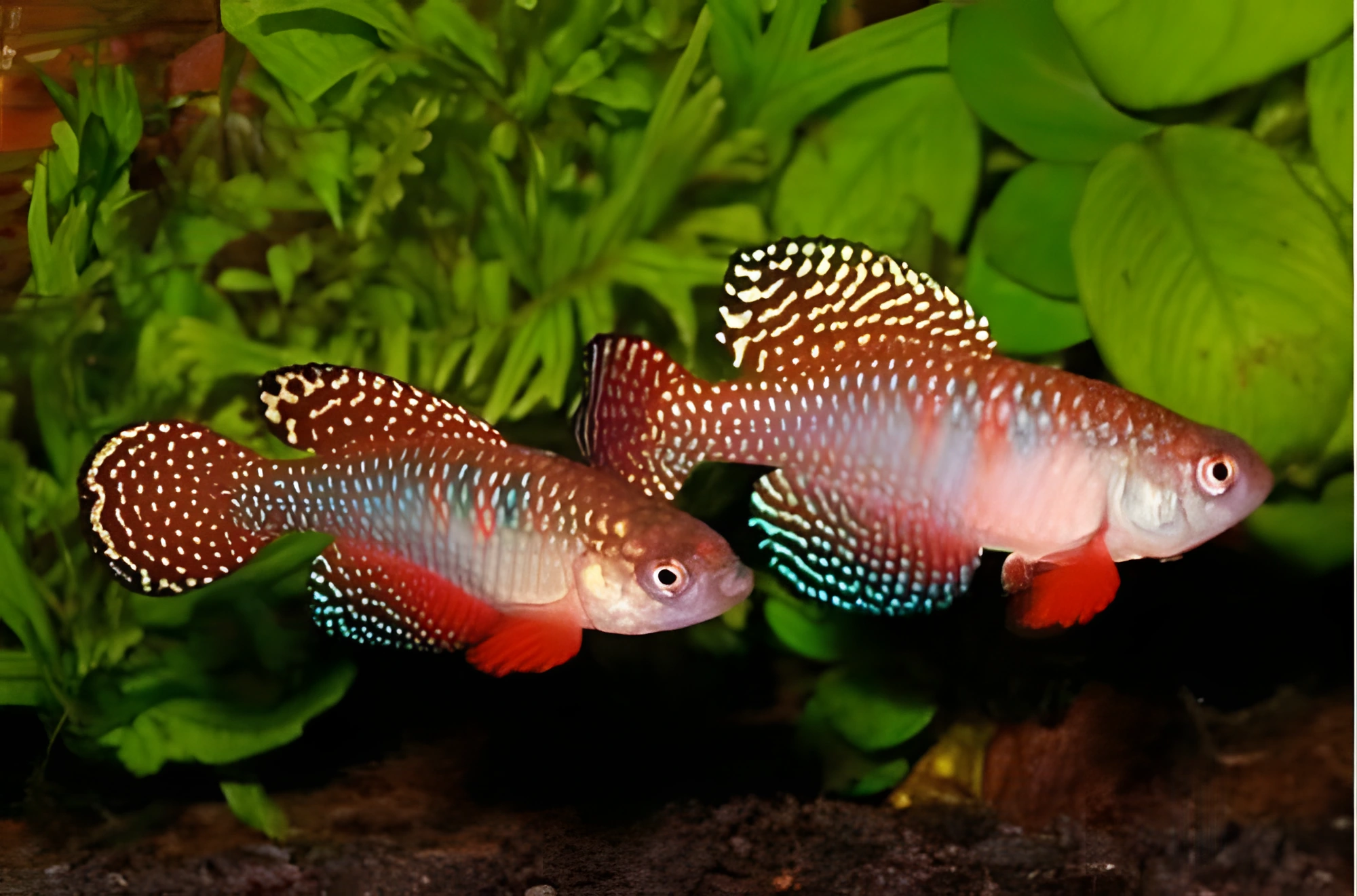 Fotografía del pez de acuario Hypsolebias picturatus