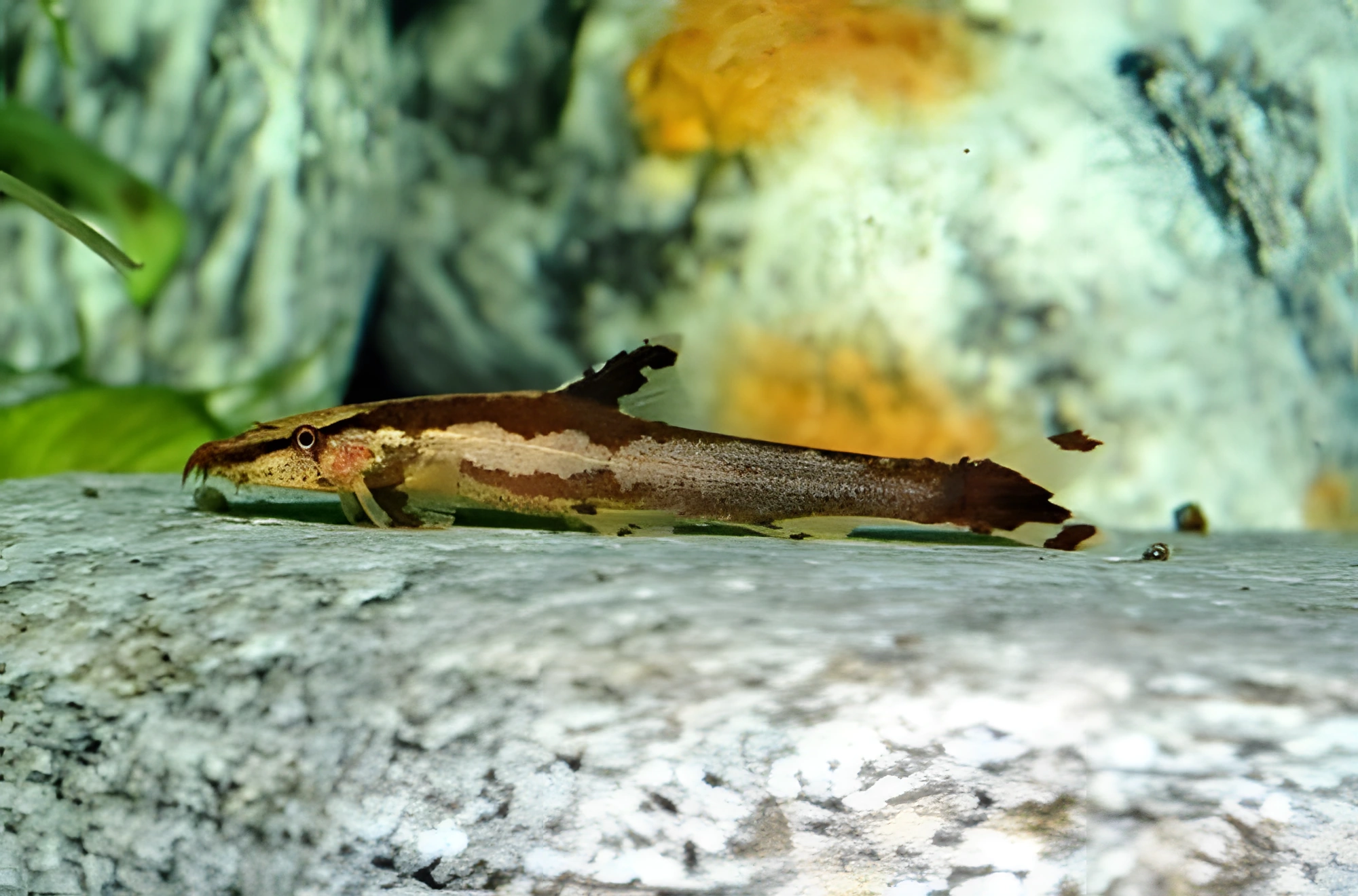 Fotografía del pez de acuario Homaloptera de dos rayas