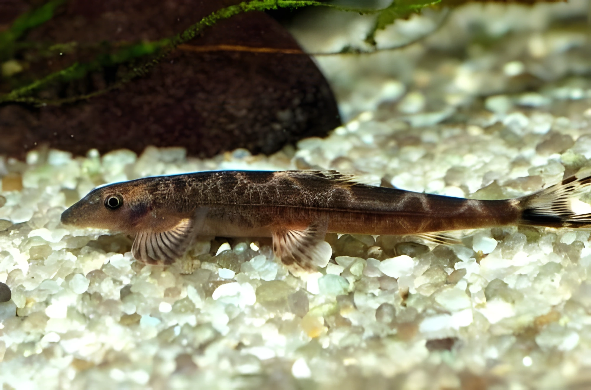 Fotografía del pez de acuario Homaloptera de Leonard