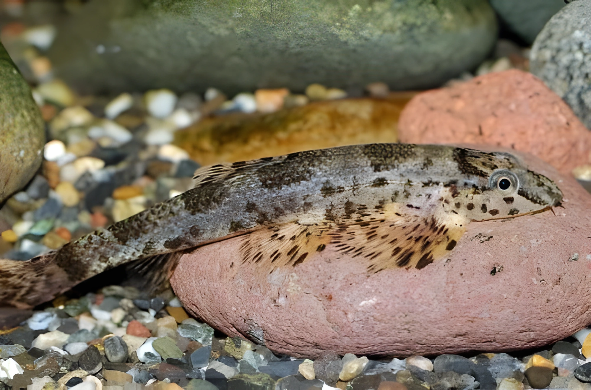Fotografía del pez de acuario Homaloptera Tweediei