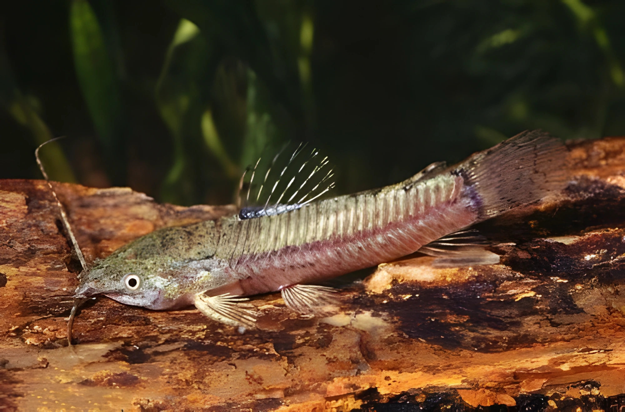Fotografía del pez de acuario Hoplosternum de Magdalena