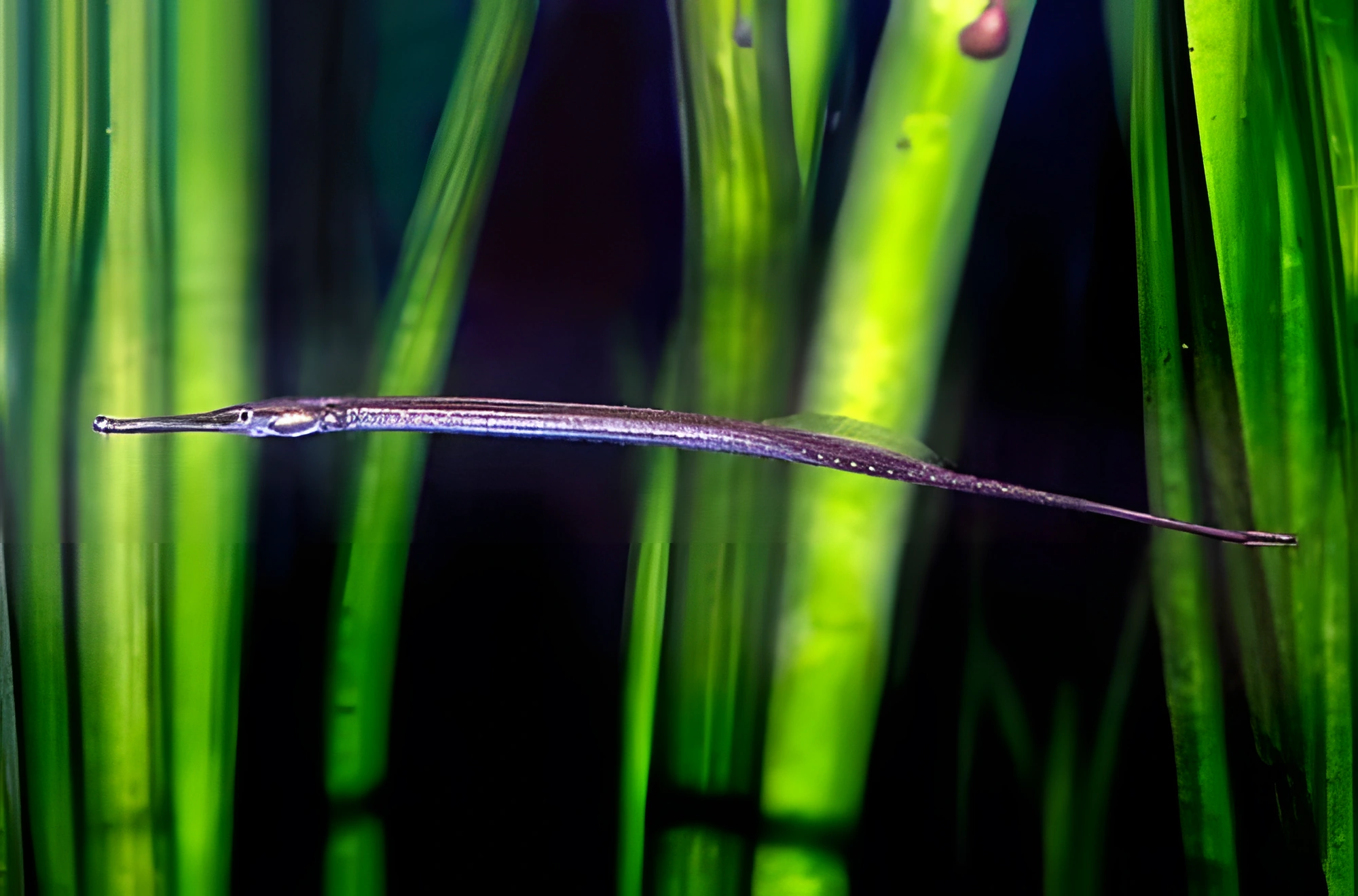 Fotografía del pez de acuario Pez aguja rayado