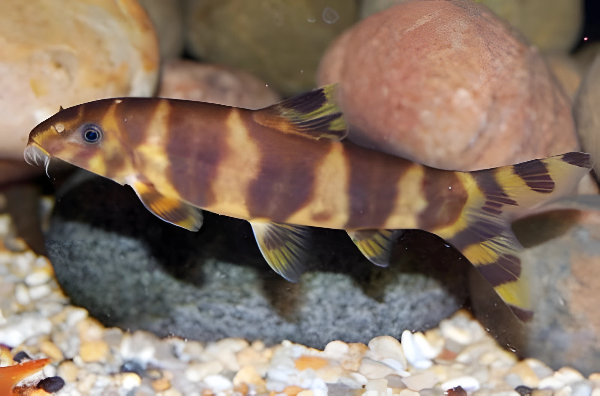 Fotografía del pez de acuario Botia emperador
