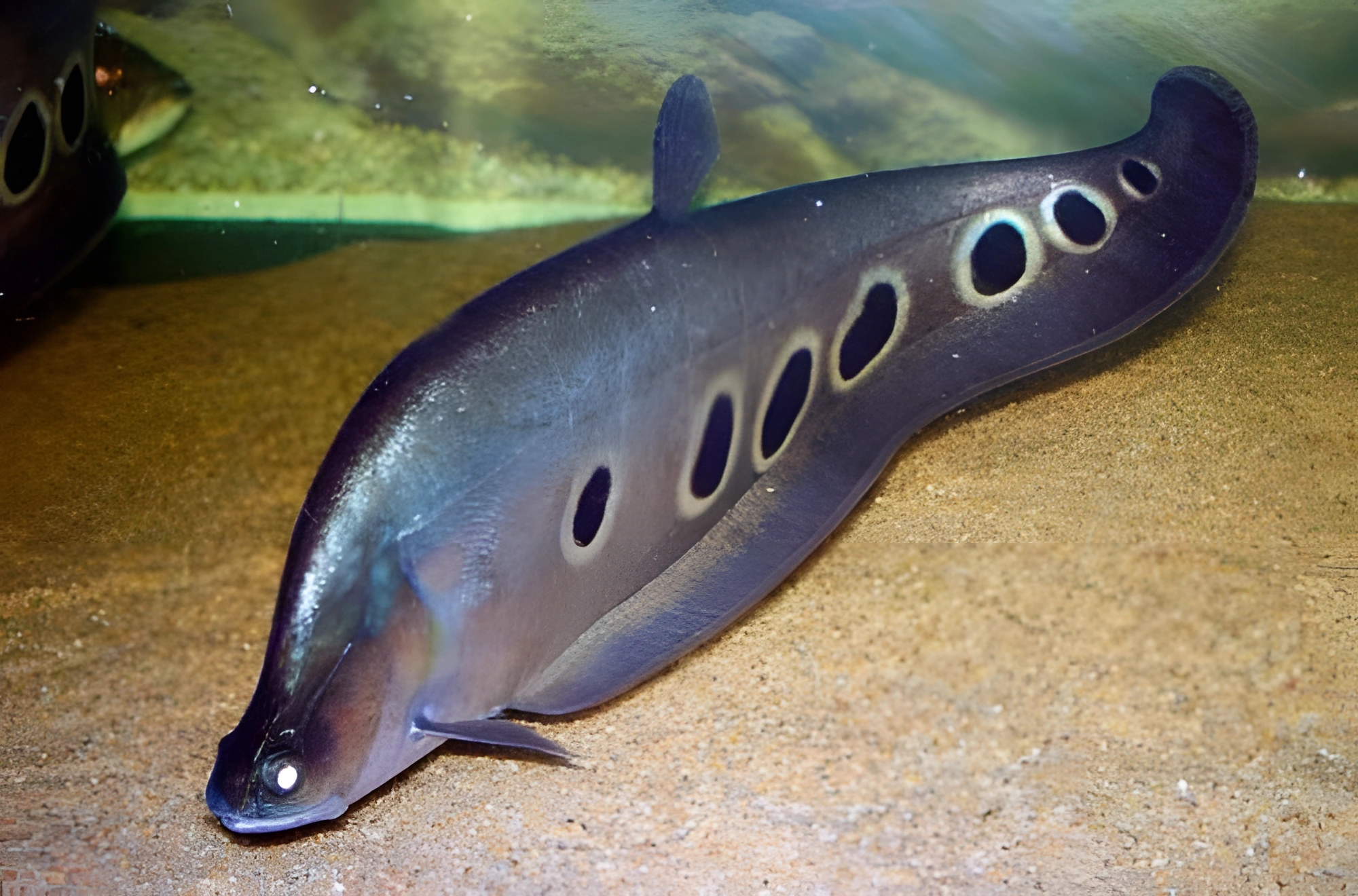 Fotografía del pez de acuario Pez cuchillo indio