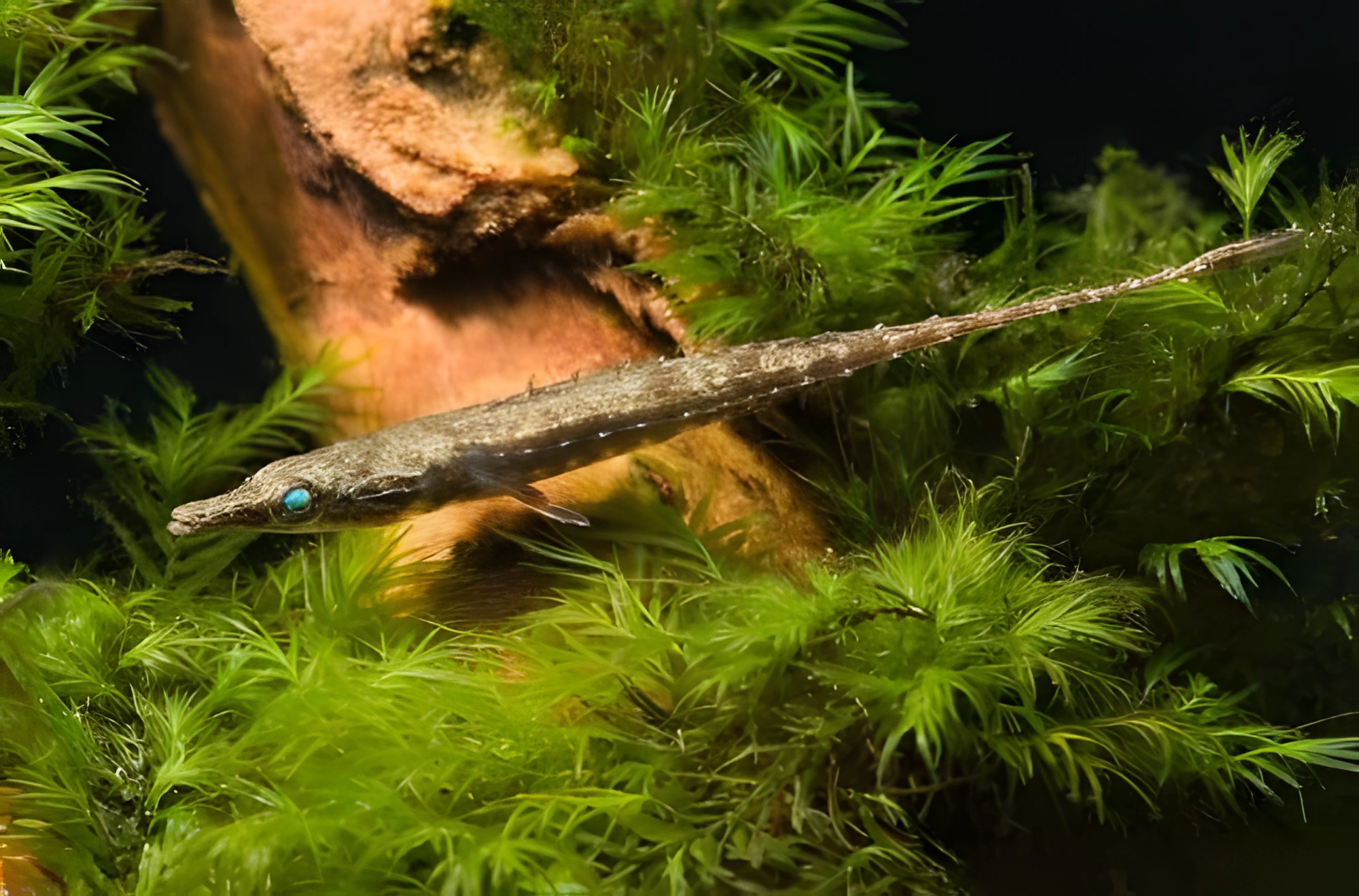 Fotografía del pez de acuario Indostomus