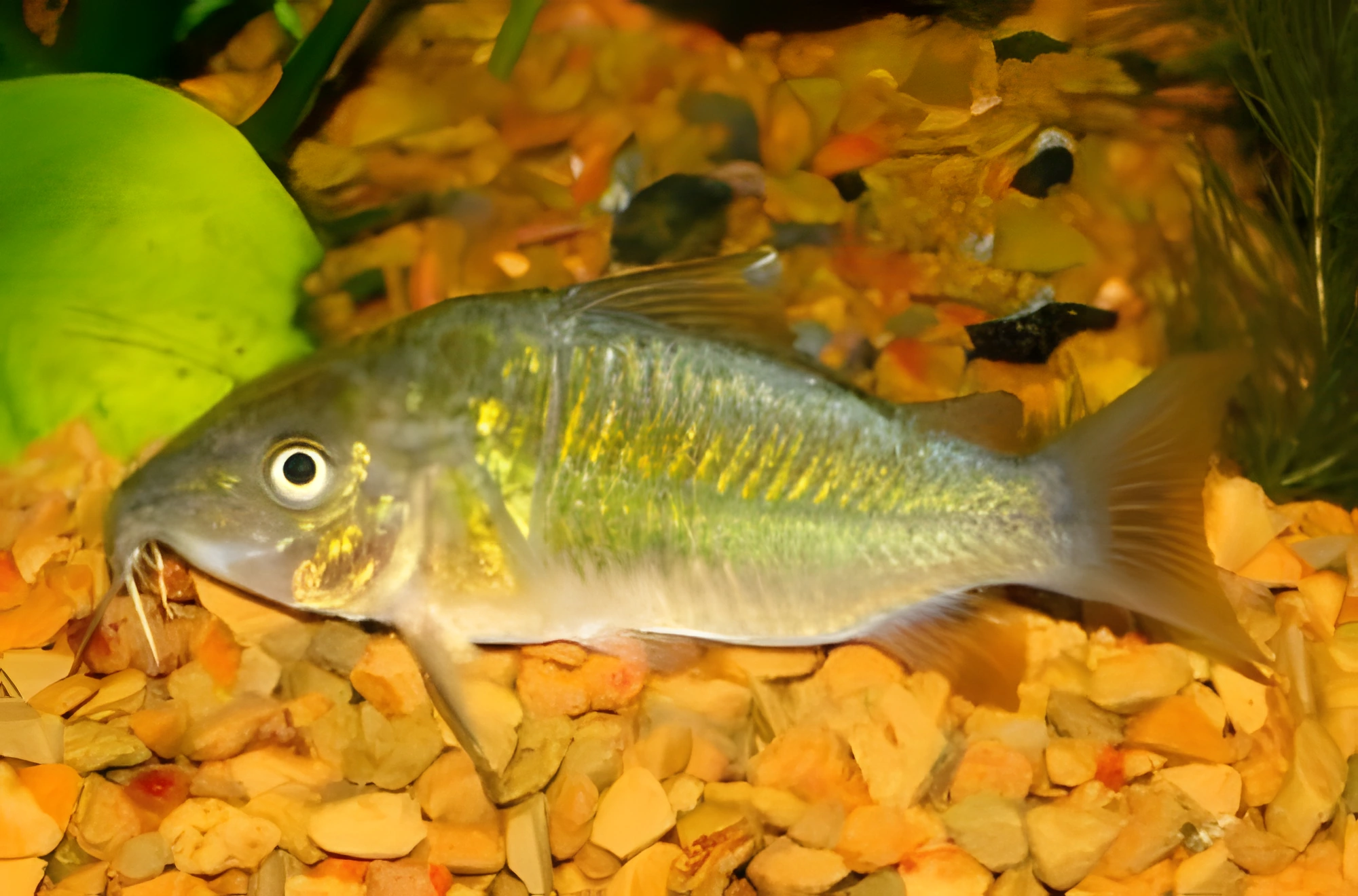 Fotografía del pez de acuario Coridora Esmeralda