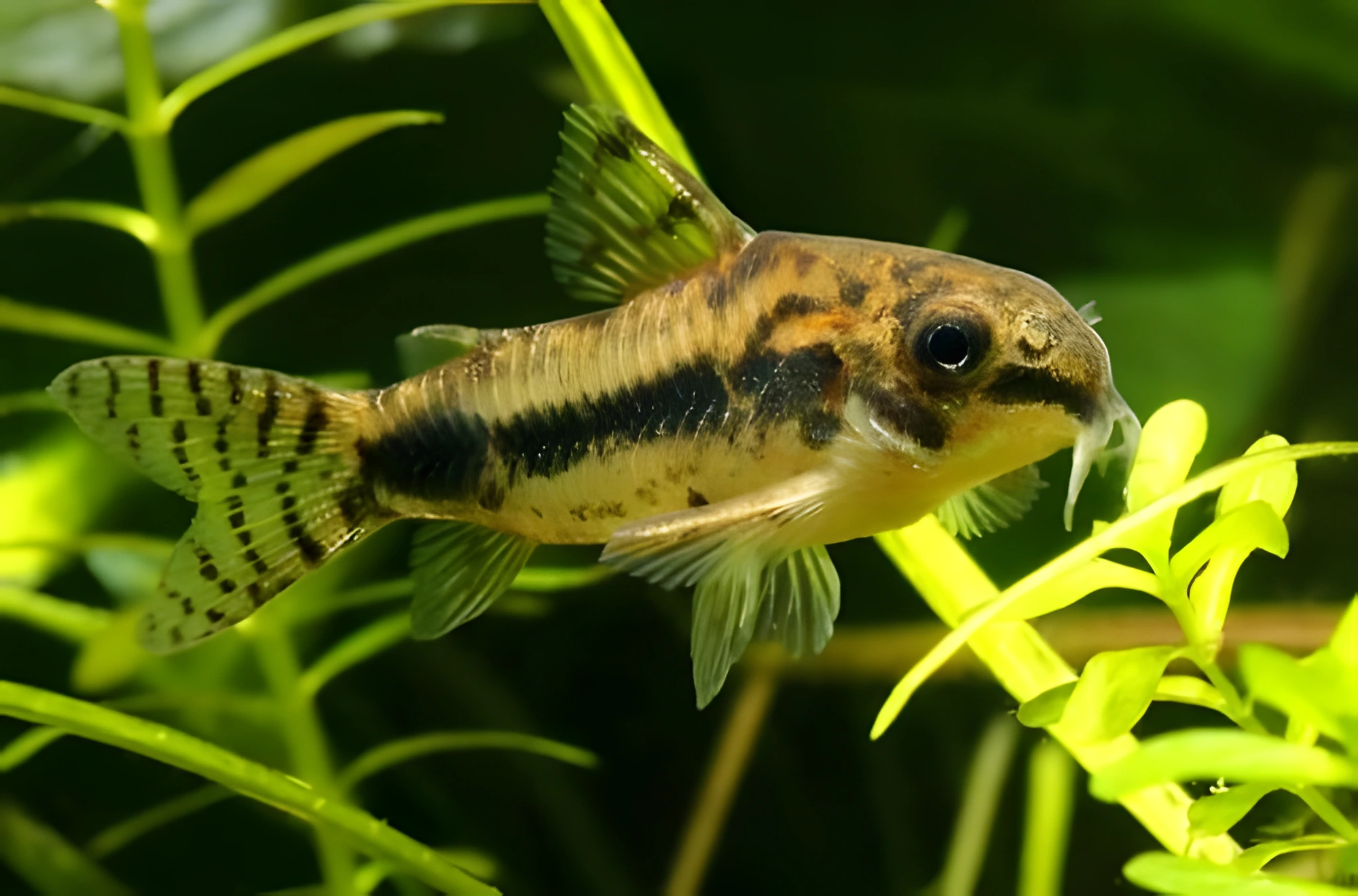 Fotografía del pez de acuario Elegante Corydora