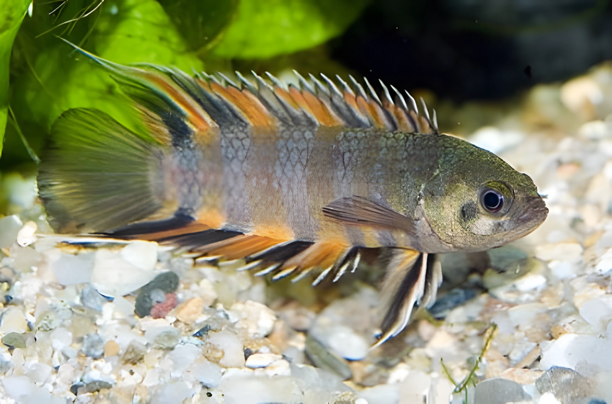Fotografía del pez de acuario Ctenopoma ornamentado