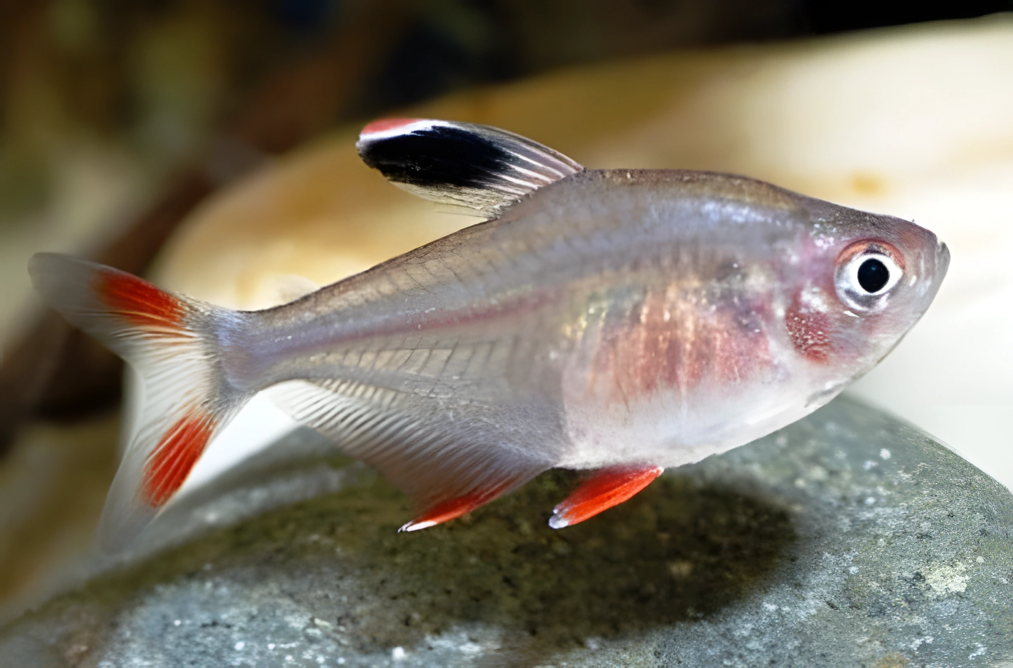 Fotografía del pez de acuario Tetra de Bentos