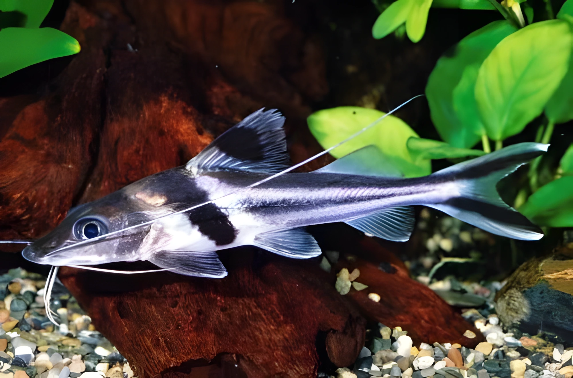 Fotografía del pez de acuario Pimelodus ornatus