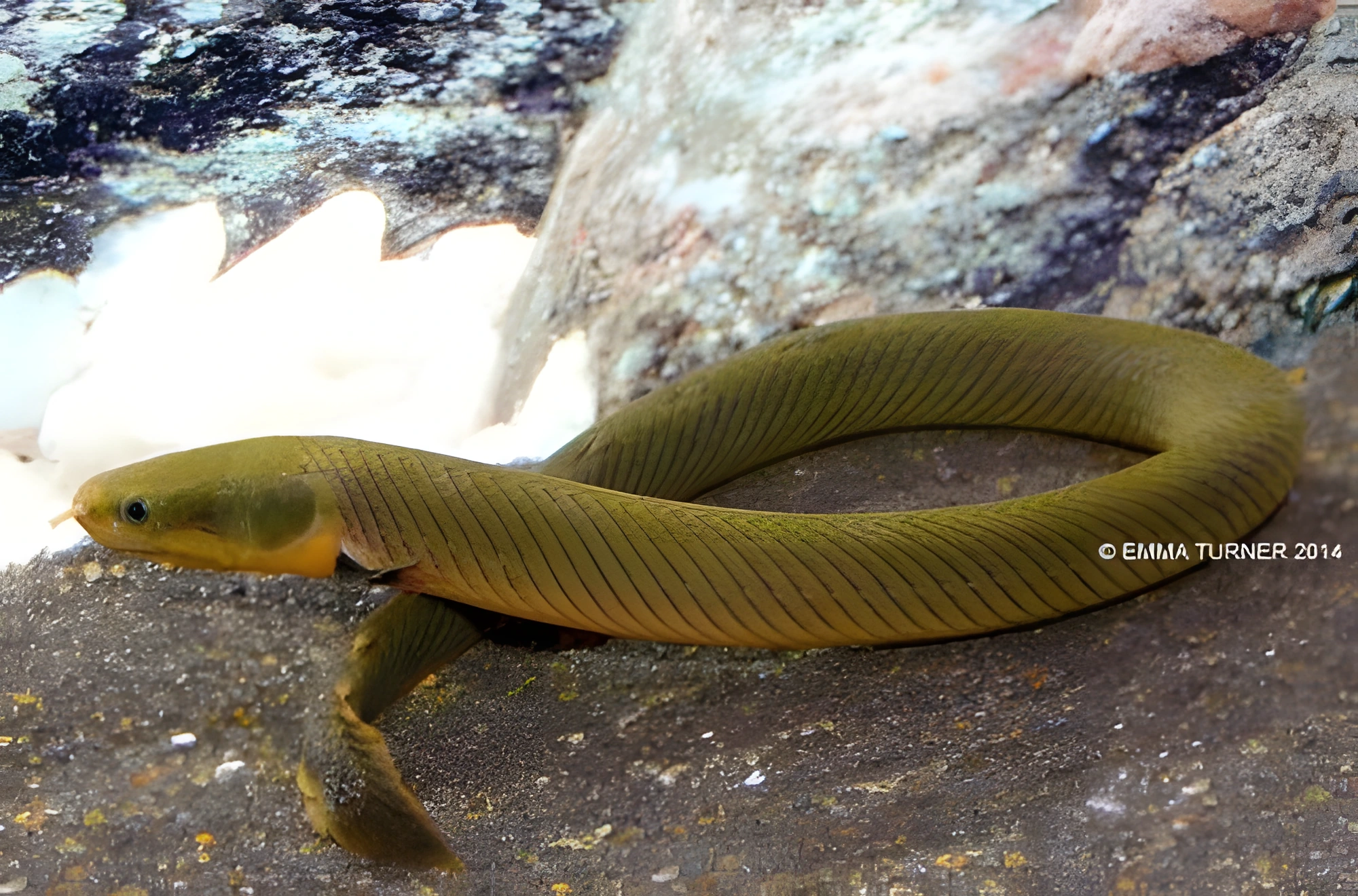 Fotografía del pez de acuario Calamoictis