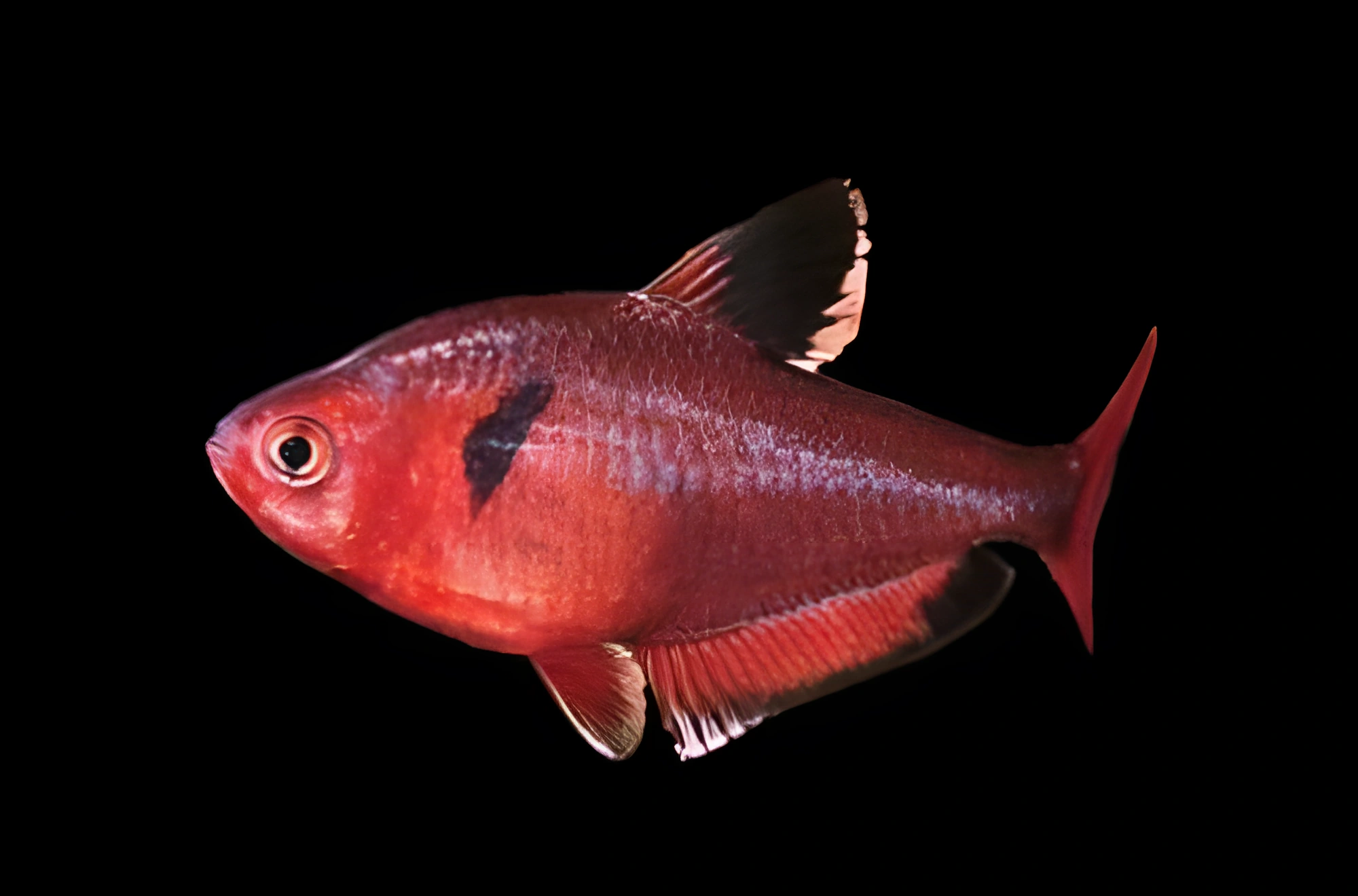 Fotografía del pez de acuario Callista