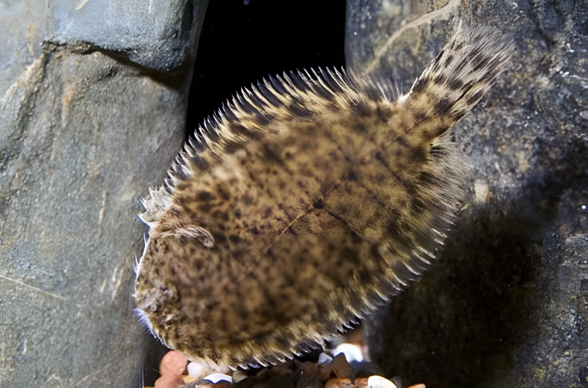 Fotografía del pez de acuario Lenguado de agua dulce