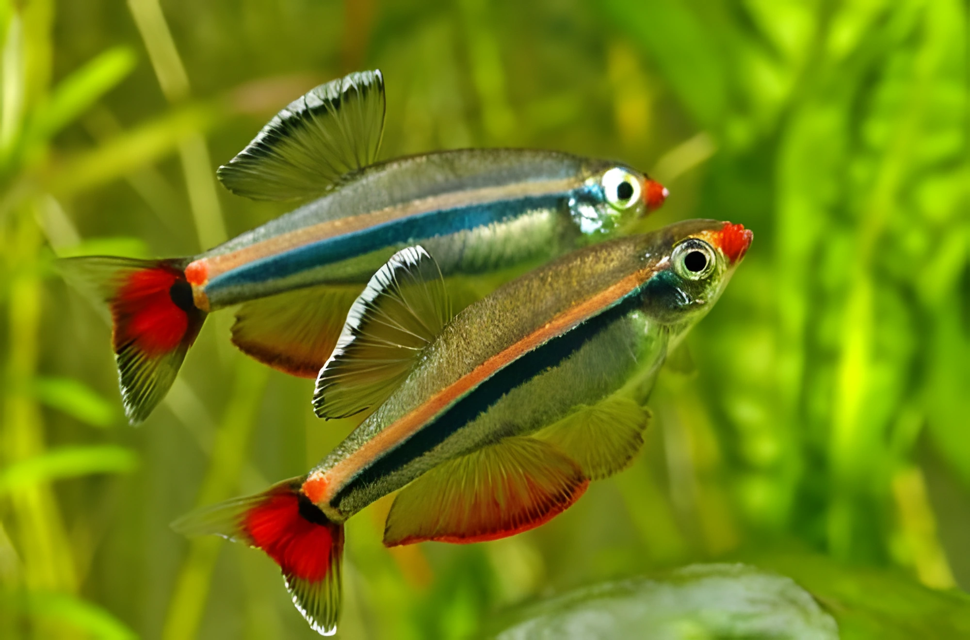 Fotografía del pez de acuario Neón vietnamita