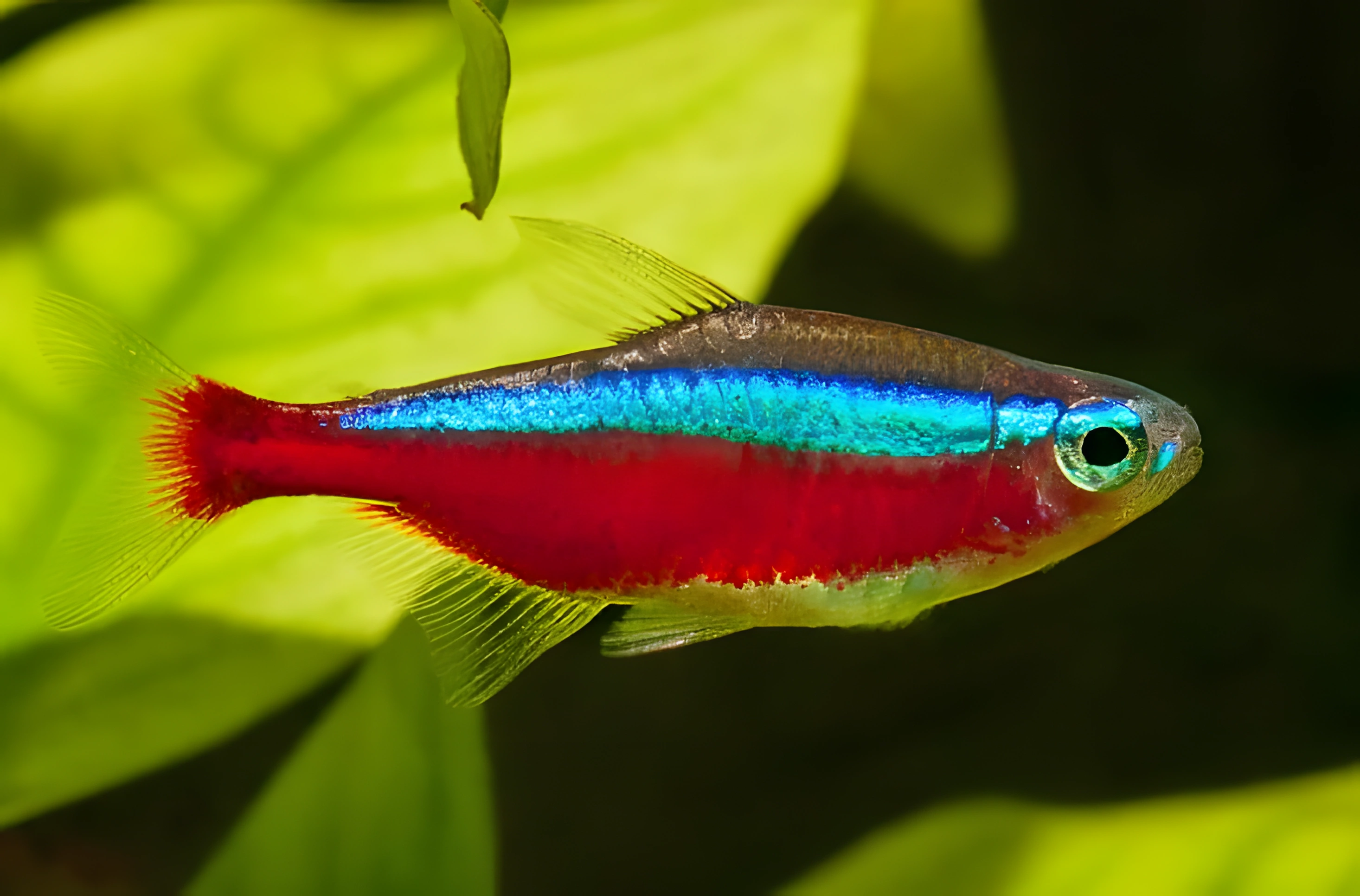 Photo of aquarium fish Cardinal Tetra