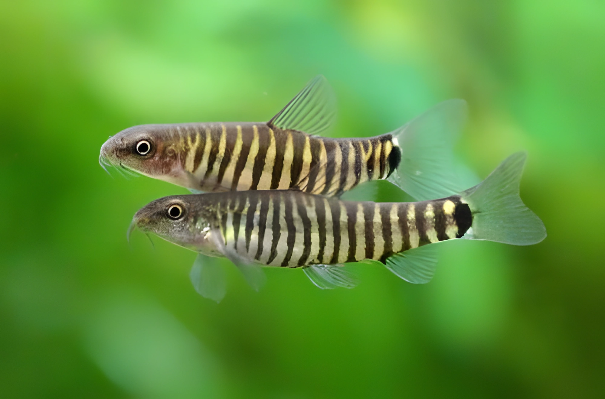 Fotografía del pez de acuario Botia enana rayada
