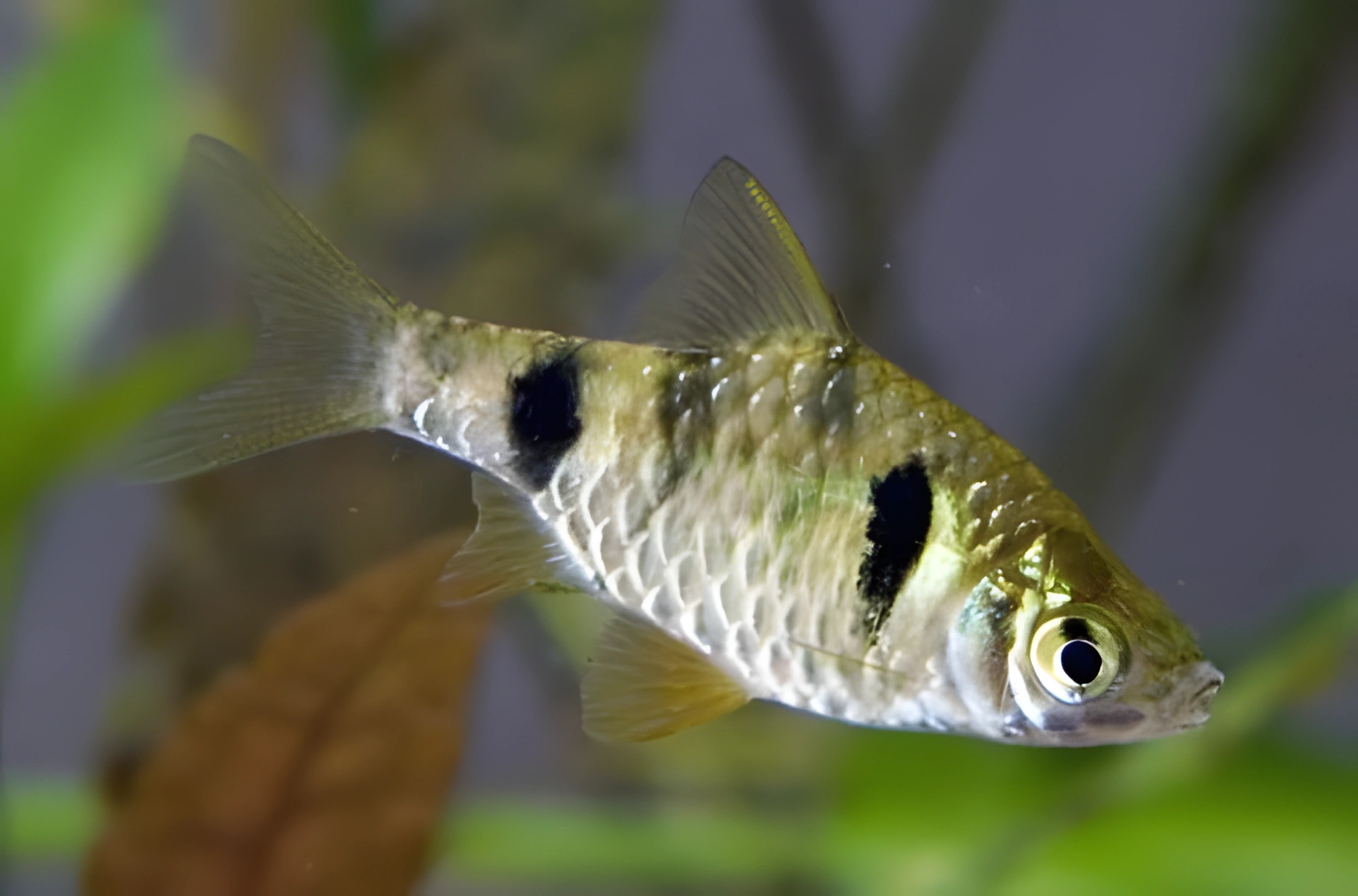 Fotografía del pez de acuario Barbo Enano