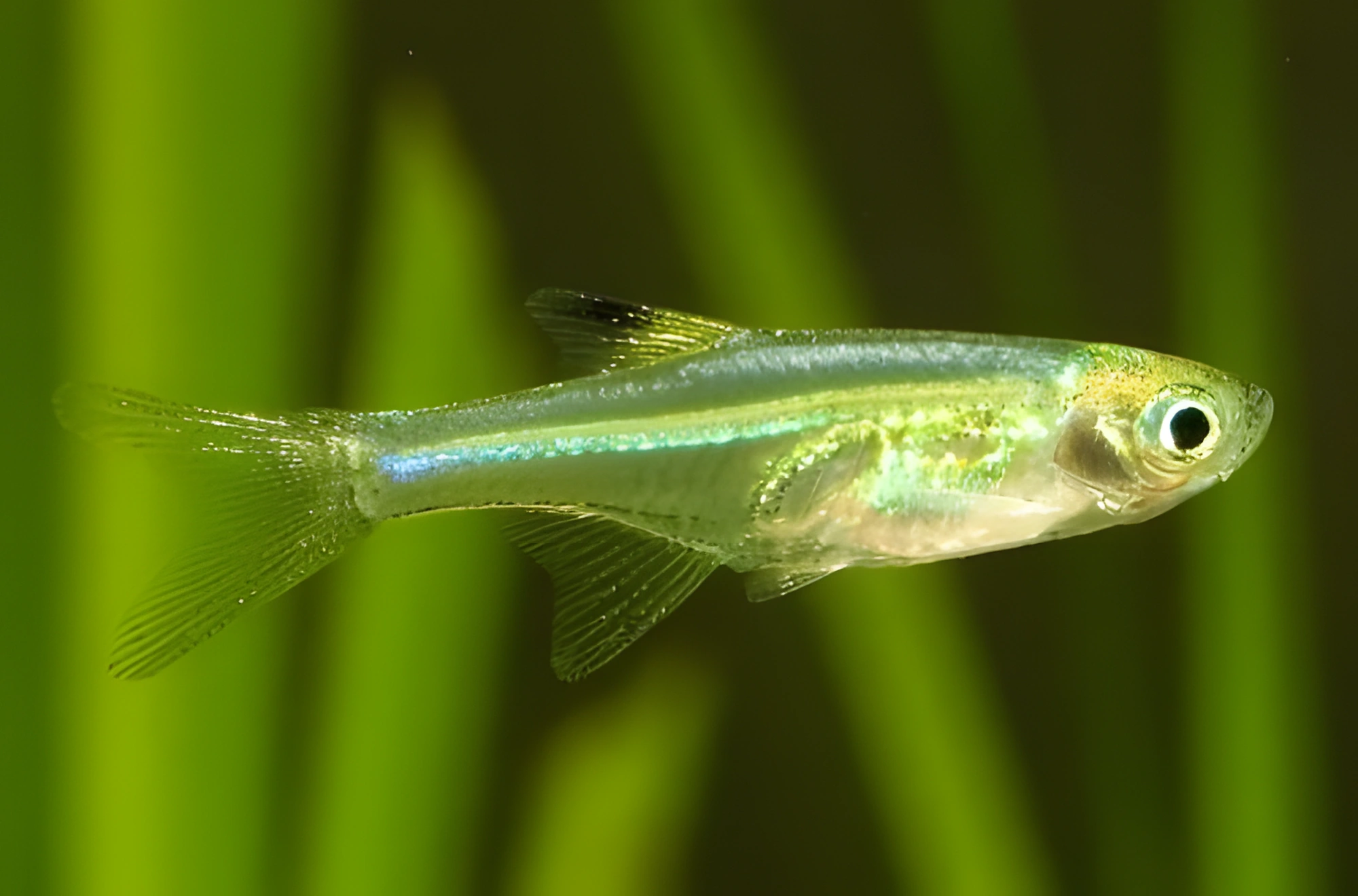 Fotografía del pez de acuario Danio enano