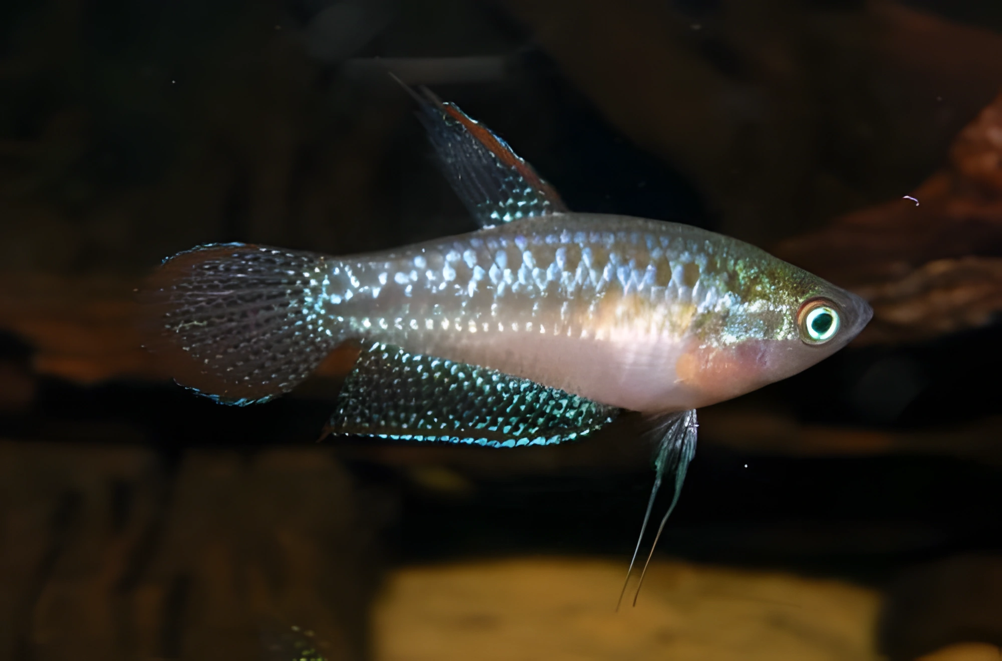 Photo of aquarium fish Dwarf Gourami