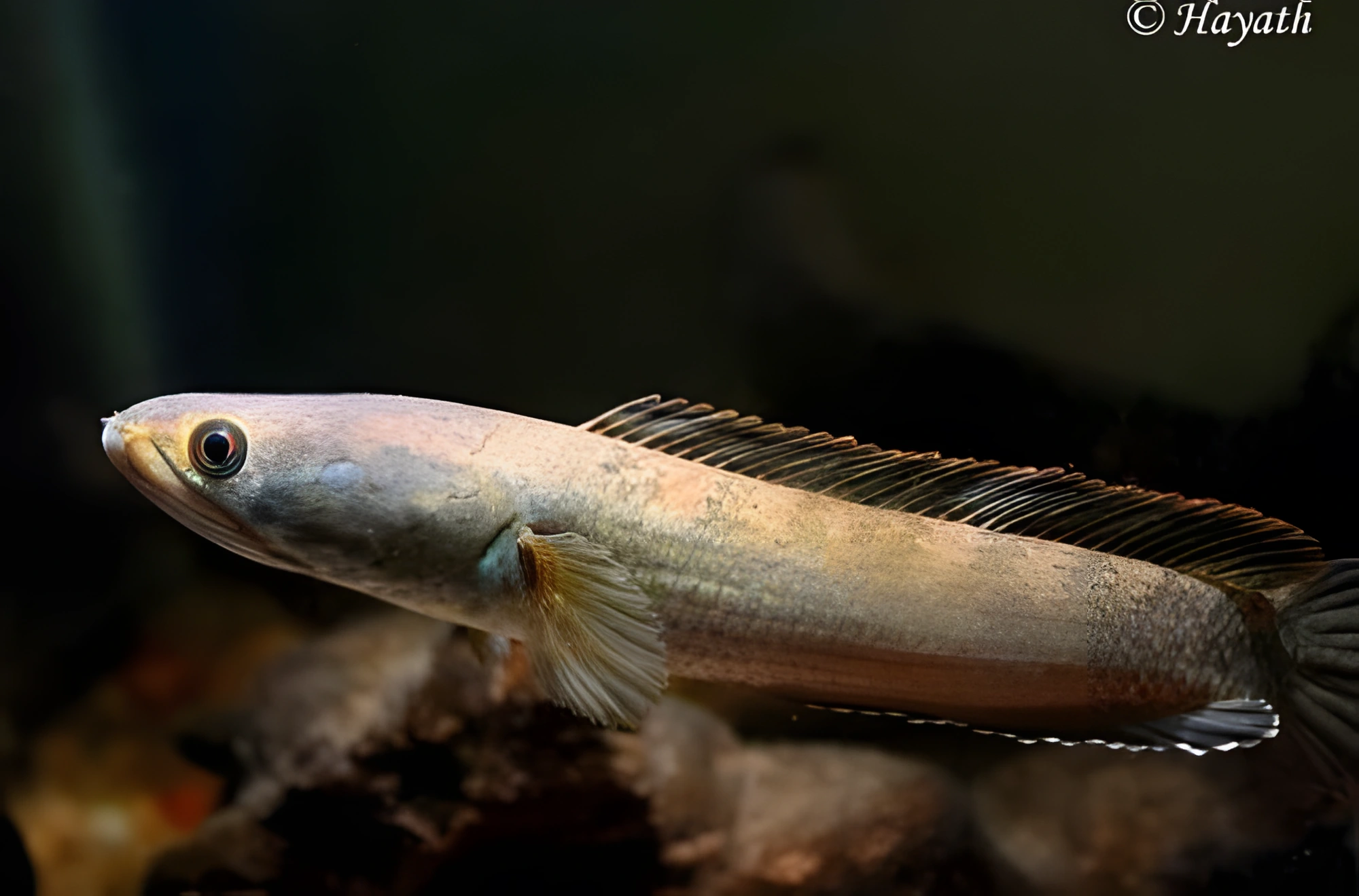 Fotografía del pez de acuario Pez cabeza de serpiente enano