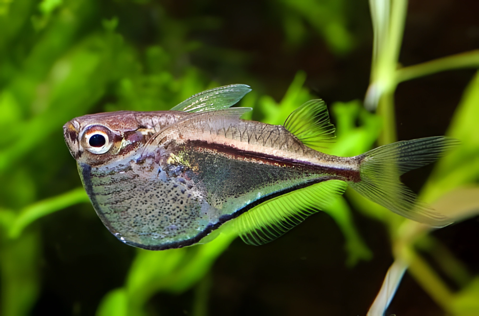 Fotografía del pez de acuario Carnegiella de Martha