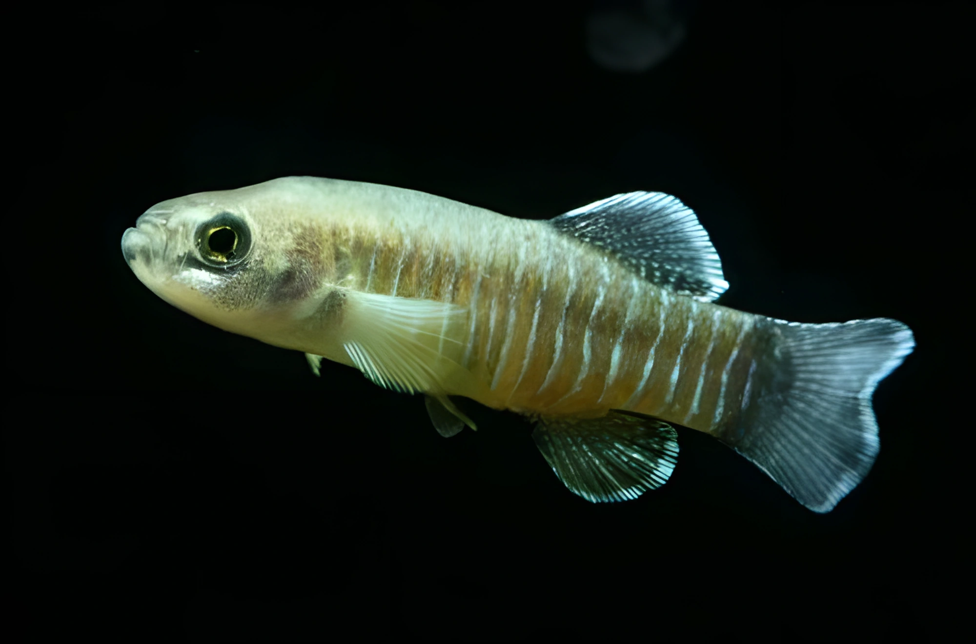 Fotografía del pez de acuario Ciprínido de Arak