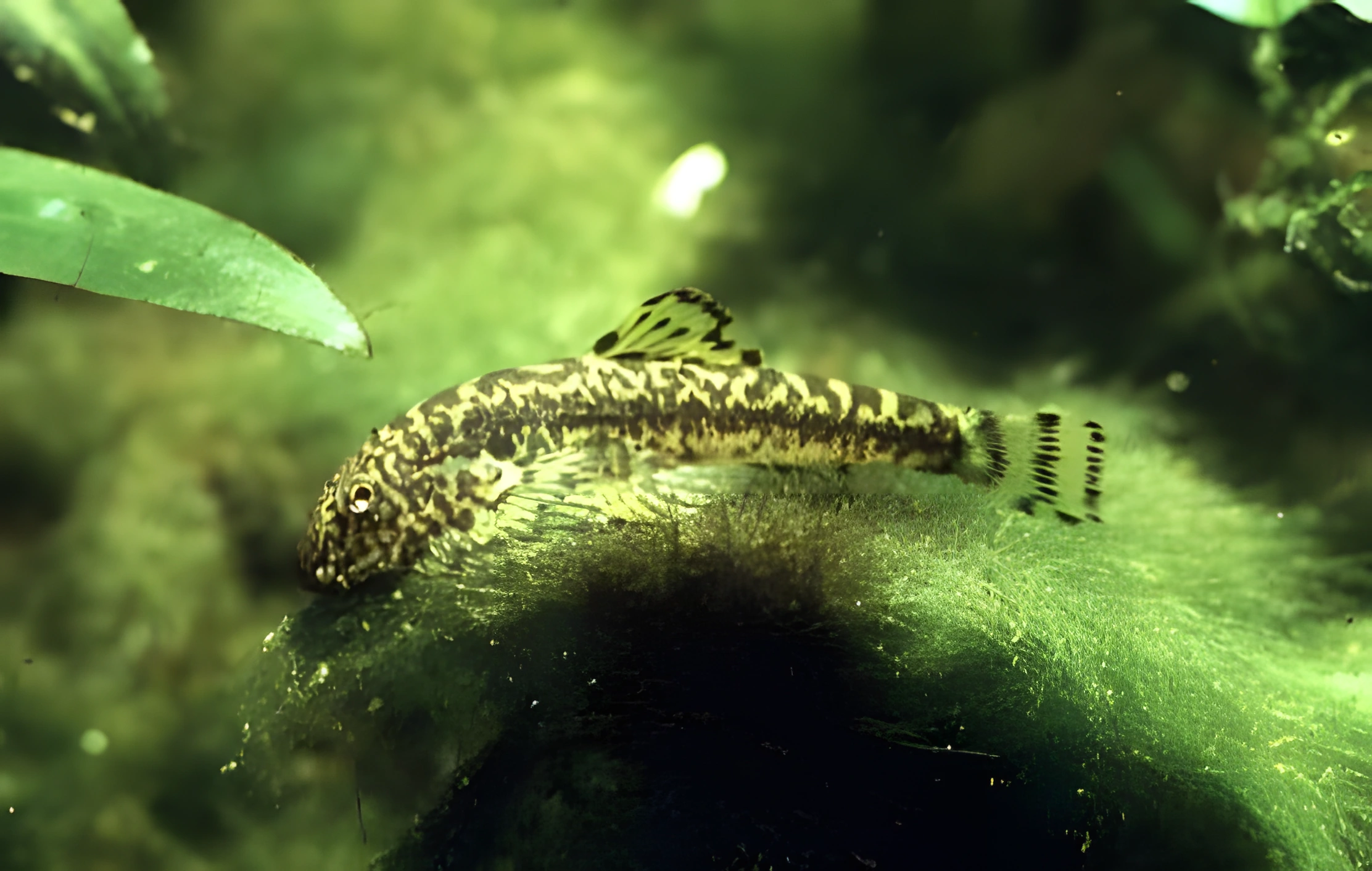 Fotografía del pez de acuario Pseudogastromyzon chino