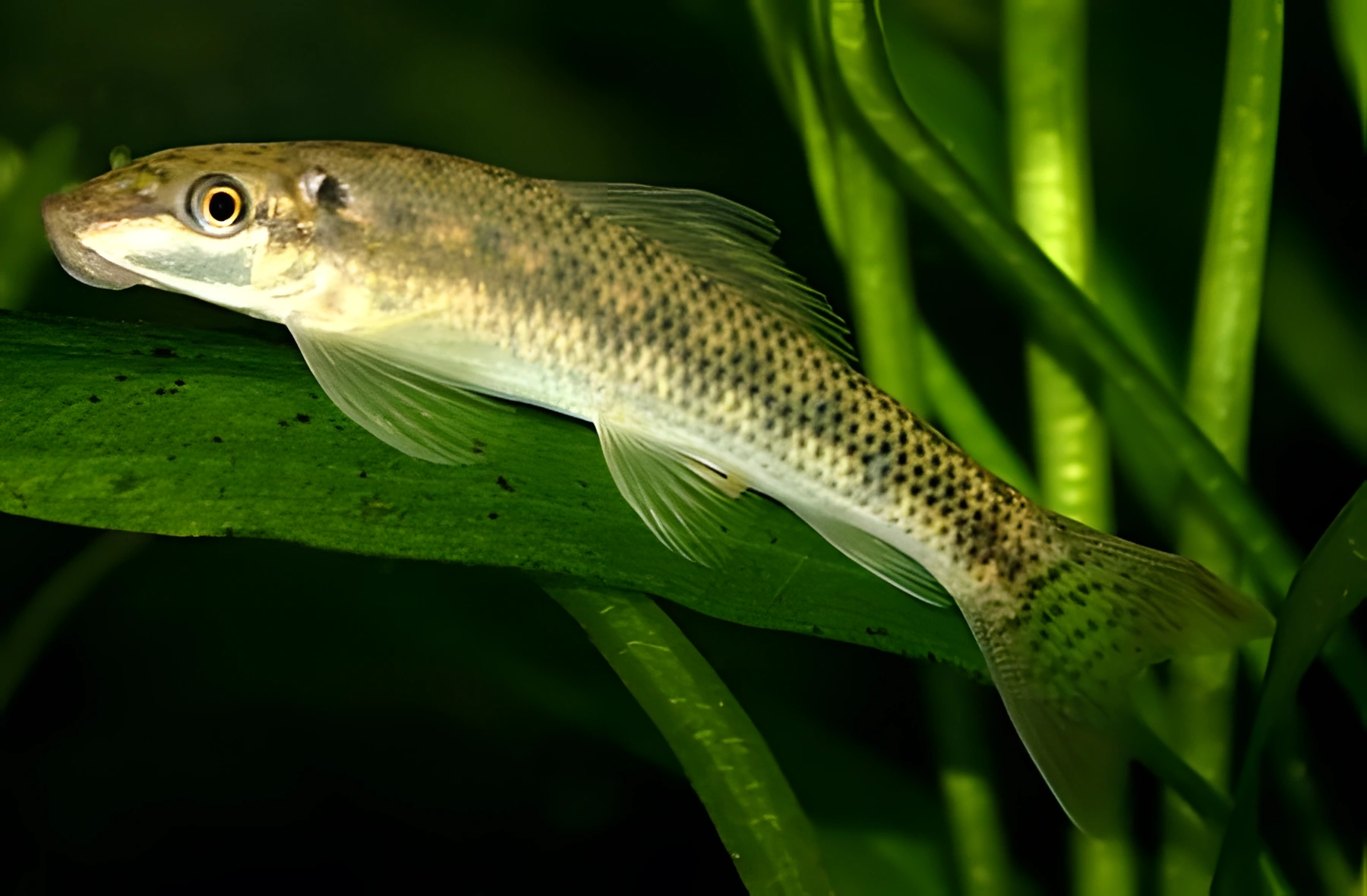 Fotografía del pez de acuario Comealgas chino