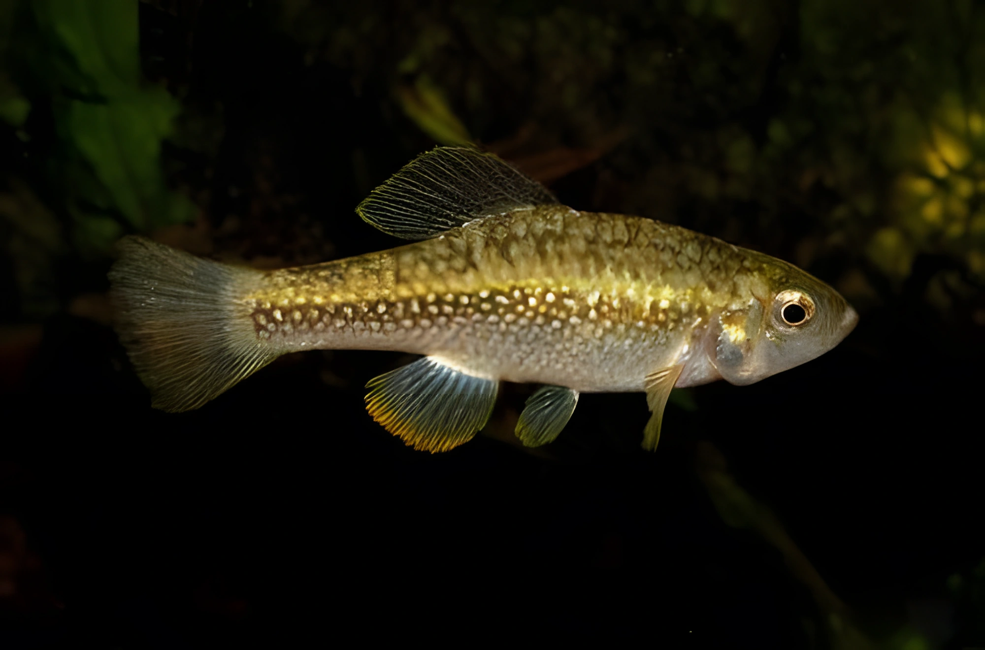 Fotografía del pez de acuario Killi ajedrezado