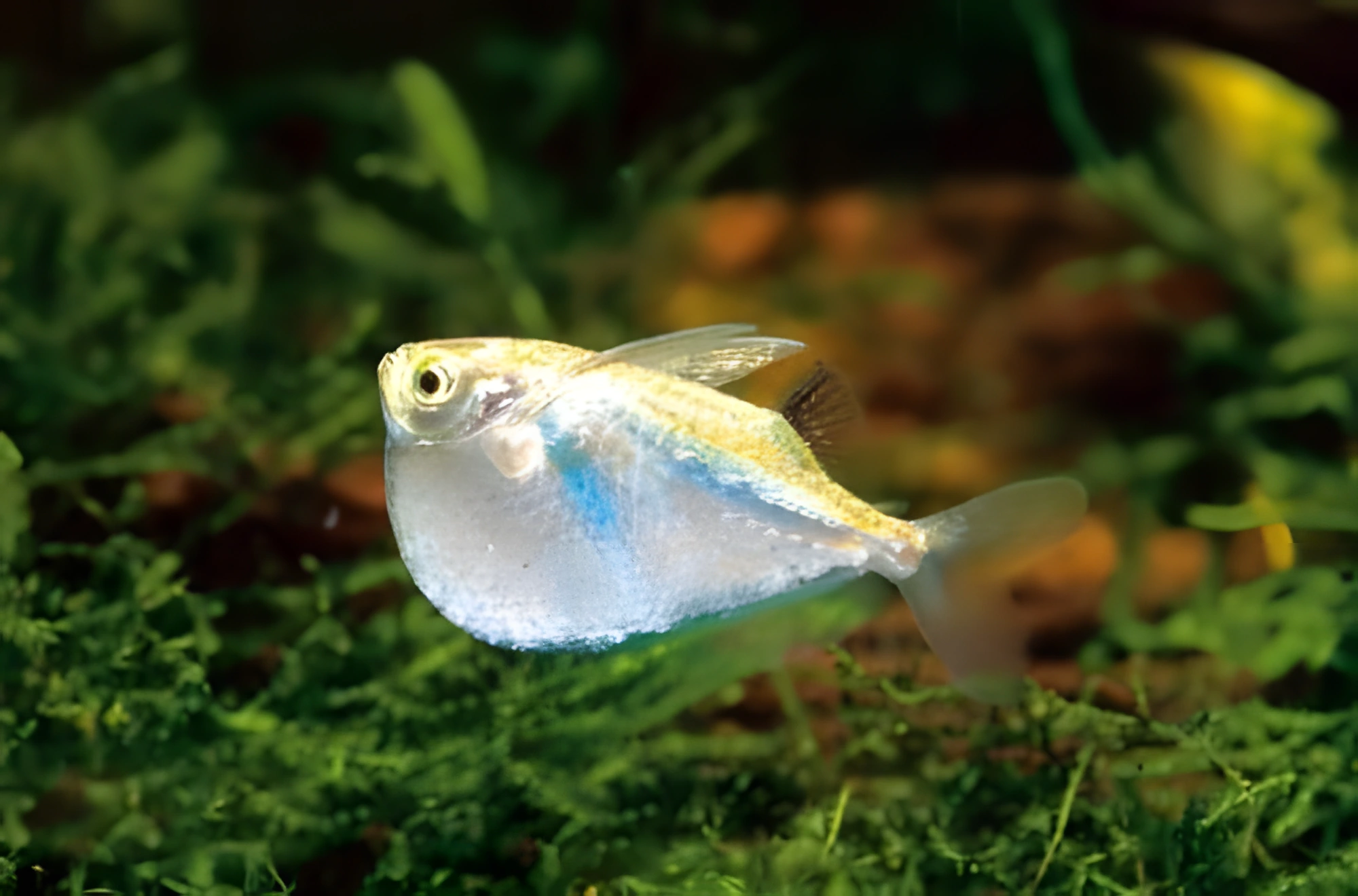 Fotografía del pez de acuario Pez hacha platino
