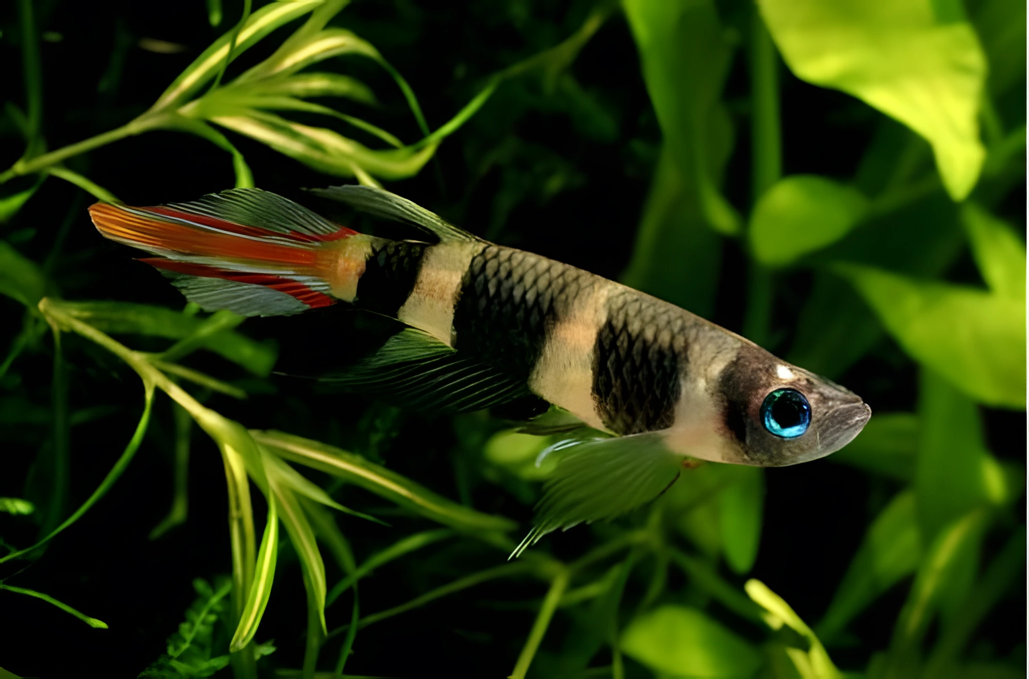 Fotografía del pez de acuario Killi payaso