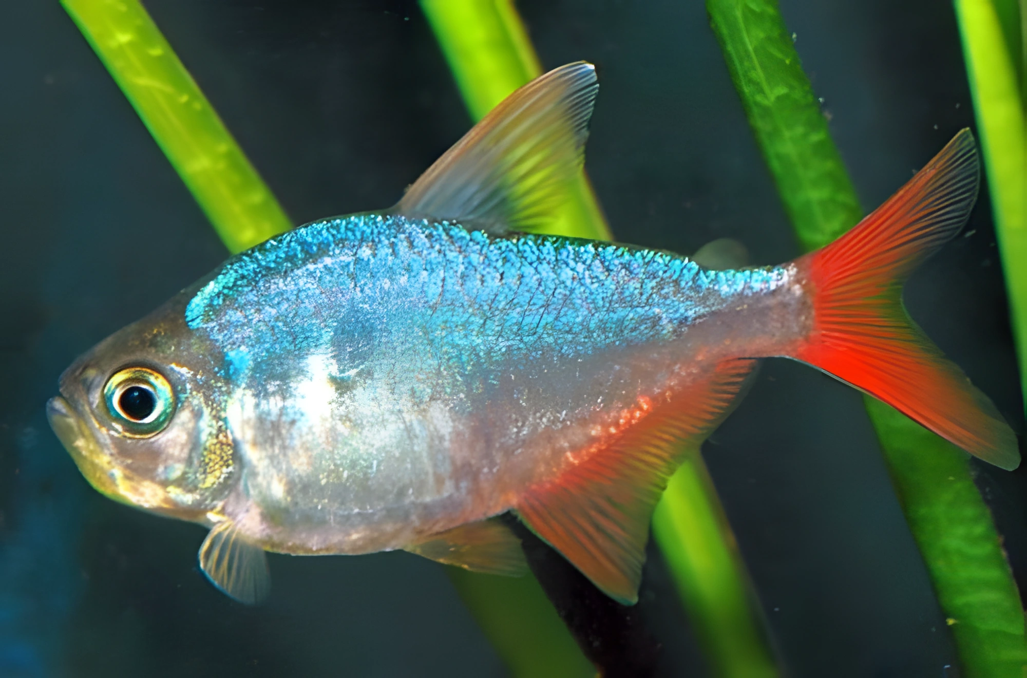 Fotografía del pez de acuario Tetra colombiana