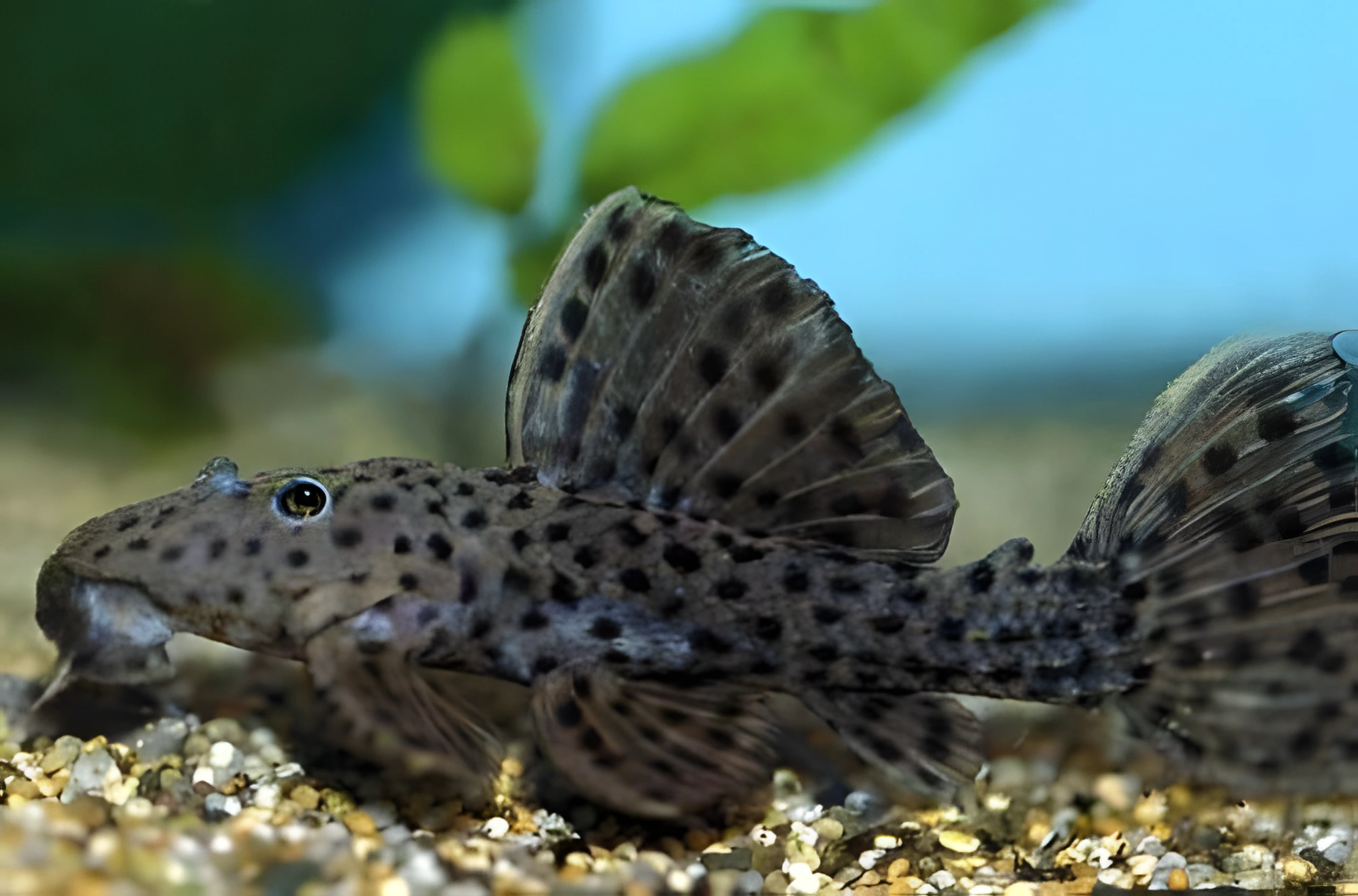 Fotografía del pez de acuario Pez pleco espinoso
