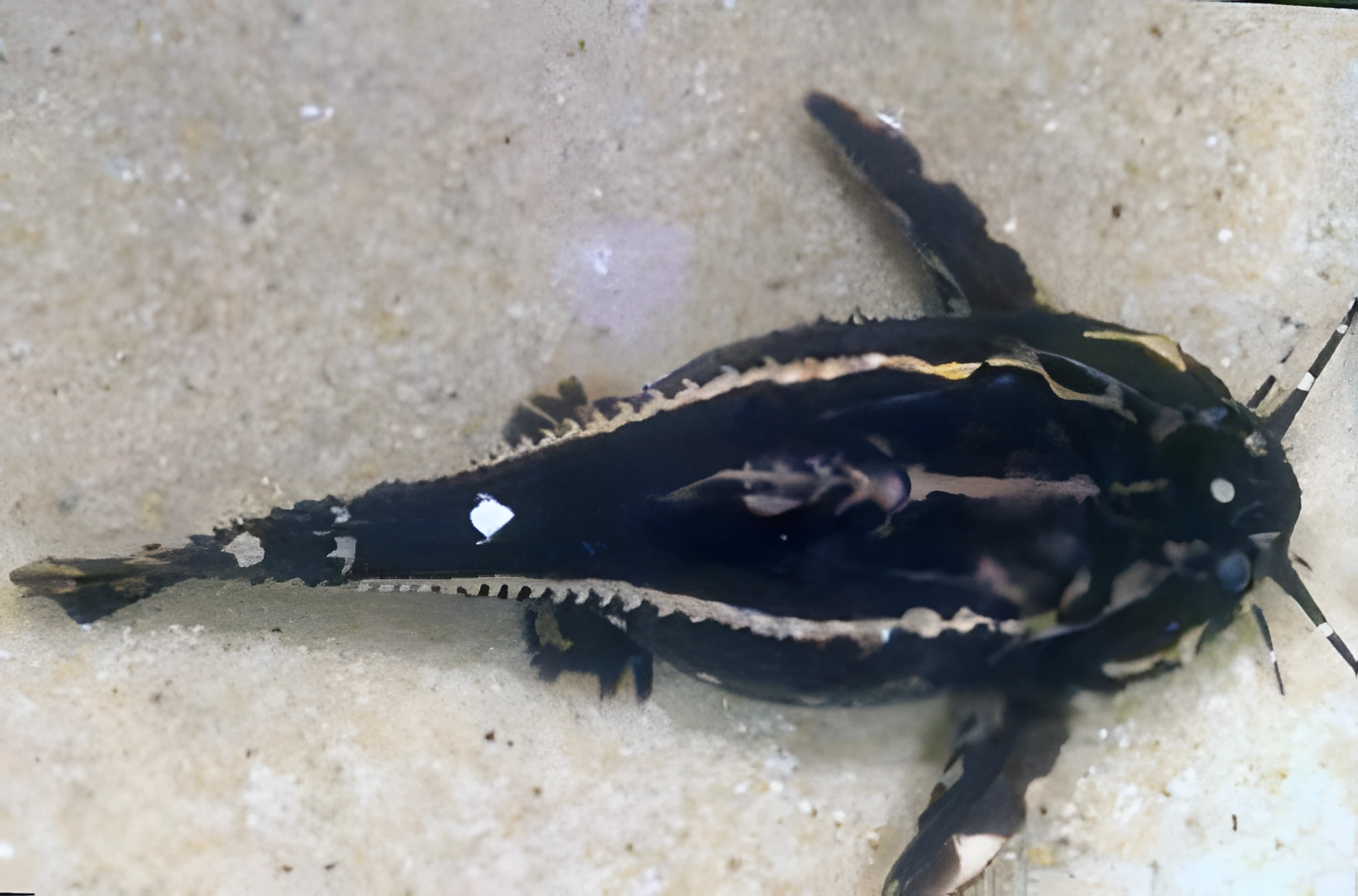 Fotografía del pez de acuario Pez gato espinoso