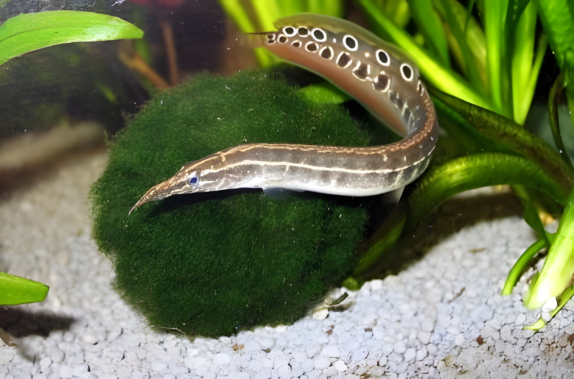 Fotografía del pez de acuario Anguila espinosa