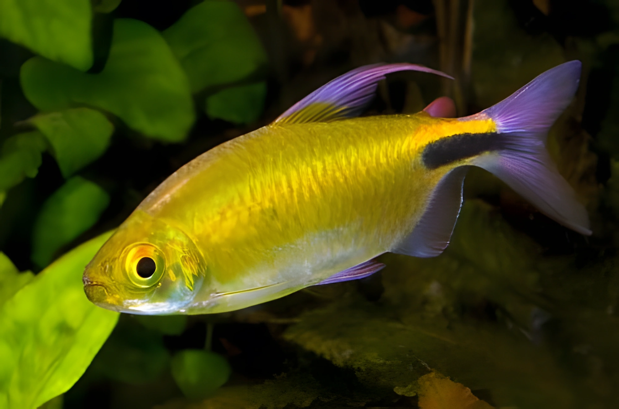 Fotografía del pez de acuario Tetra del Congo