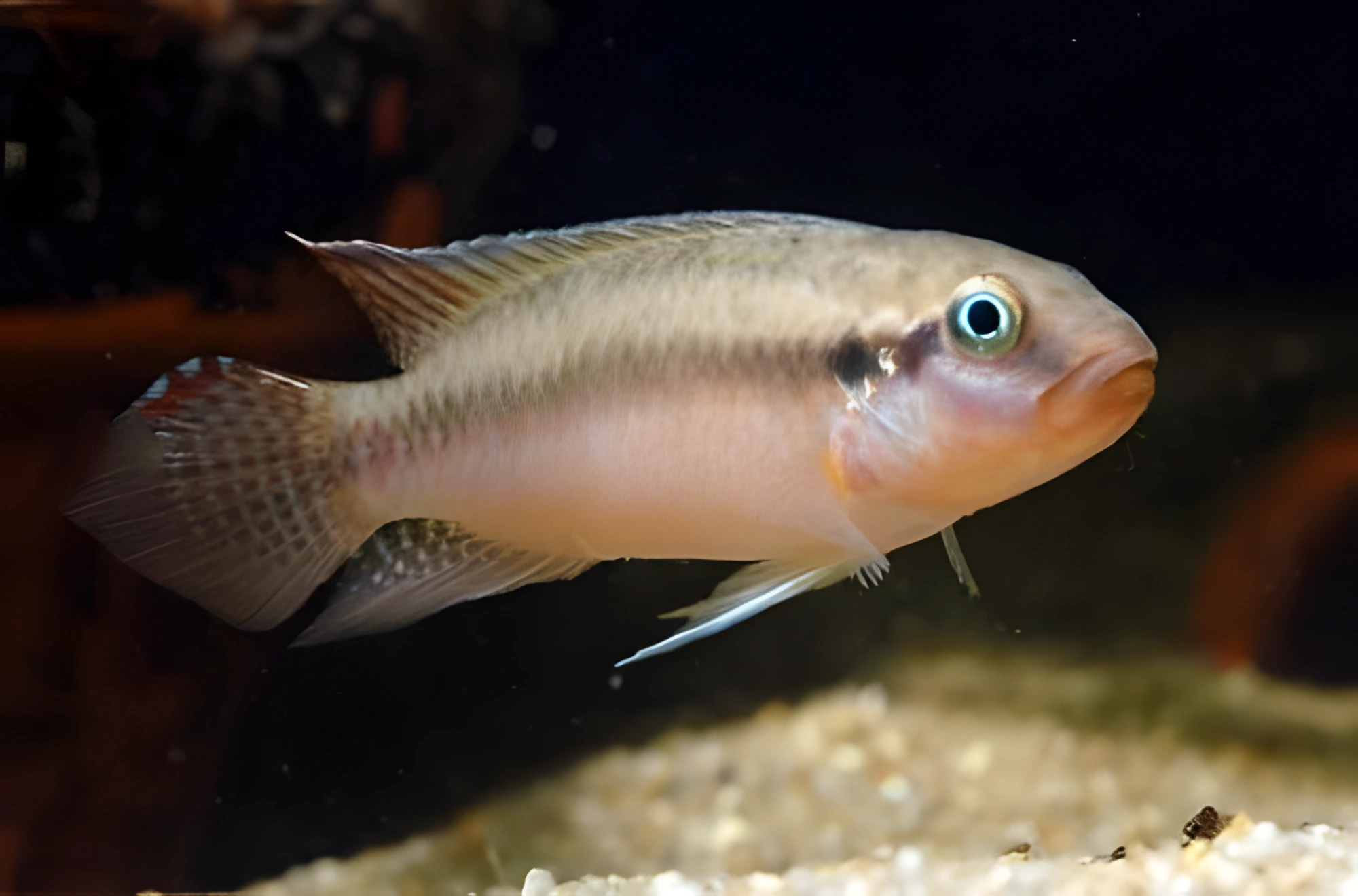 Fotografía del pez de acuario Congochromis de Sabine