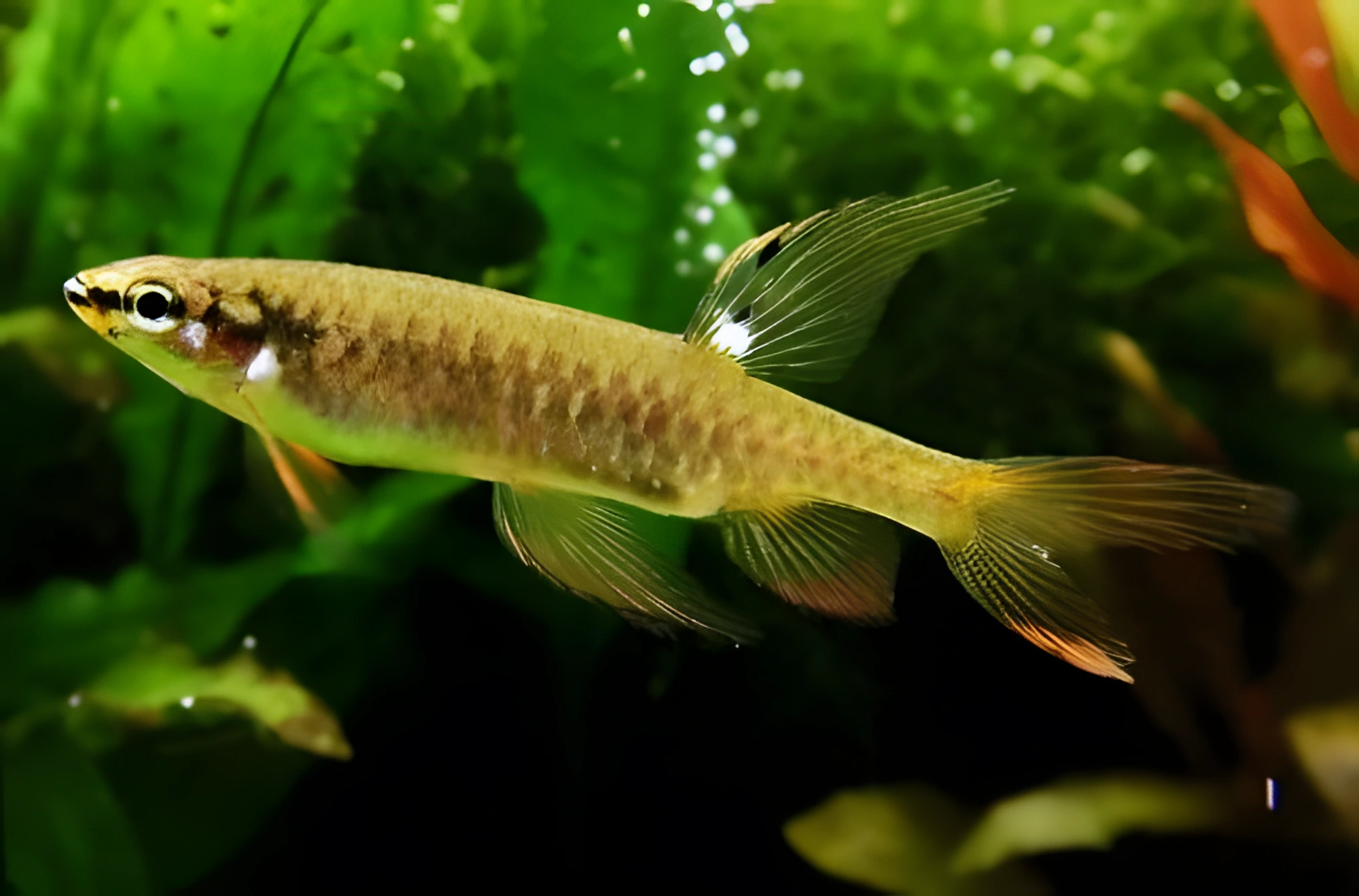 Fotografía del pez de acuario Copeina de Arnold