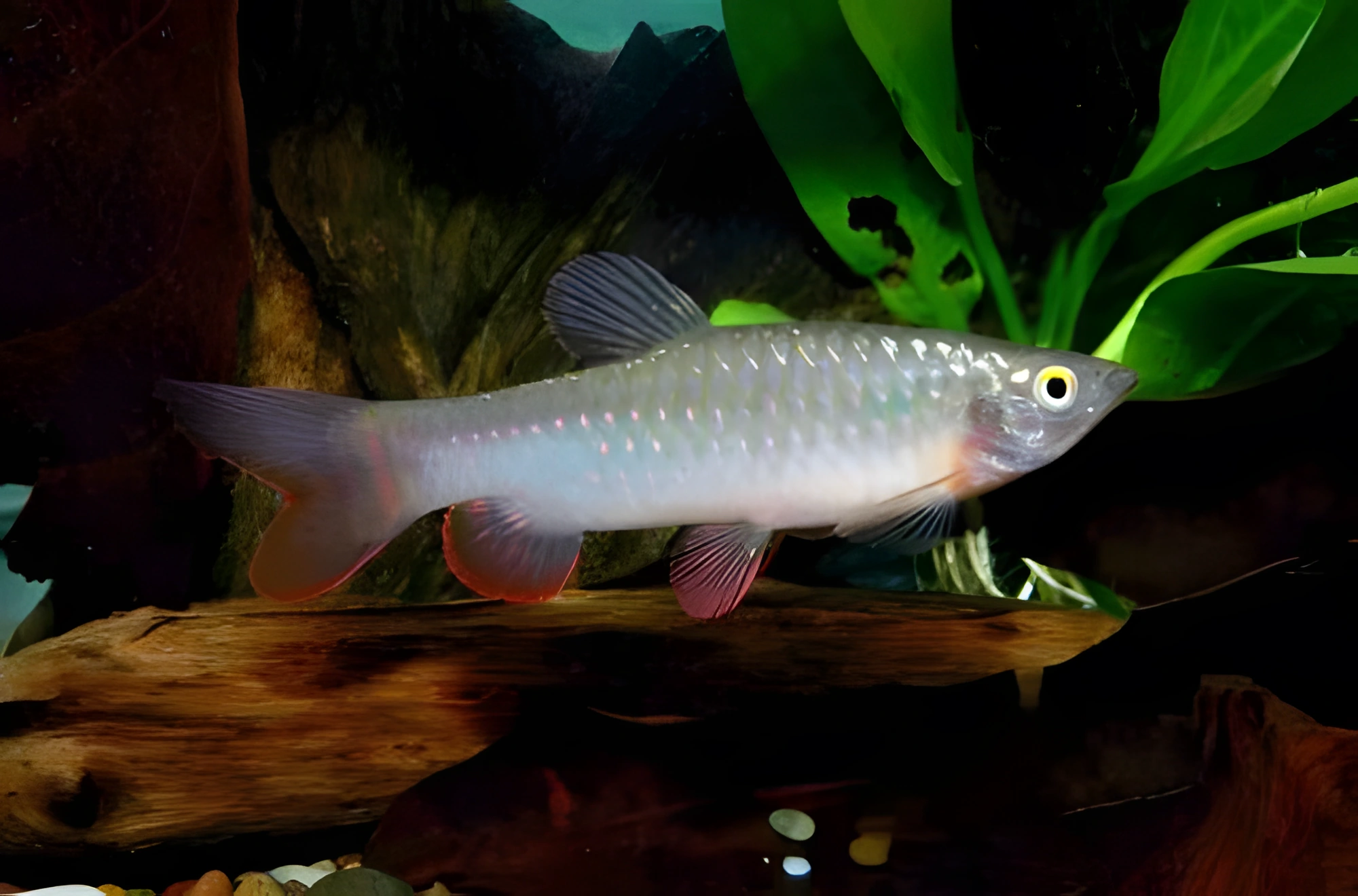 Fotografía del pez de acuario Copeina moteada