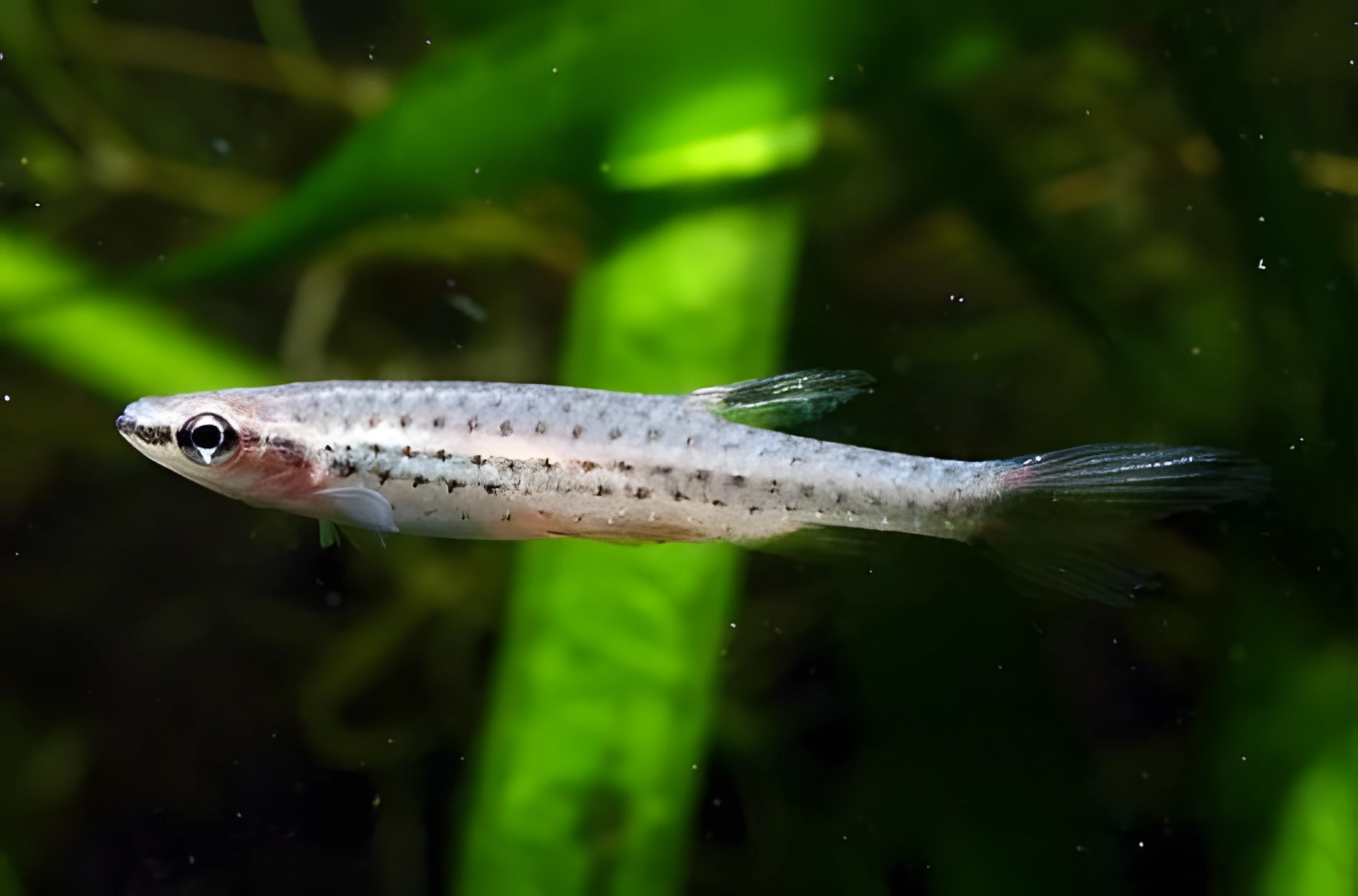 Fotografía del pez de acuario Copeina callolepis