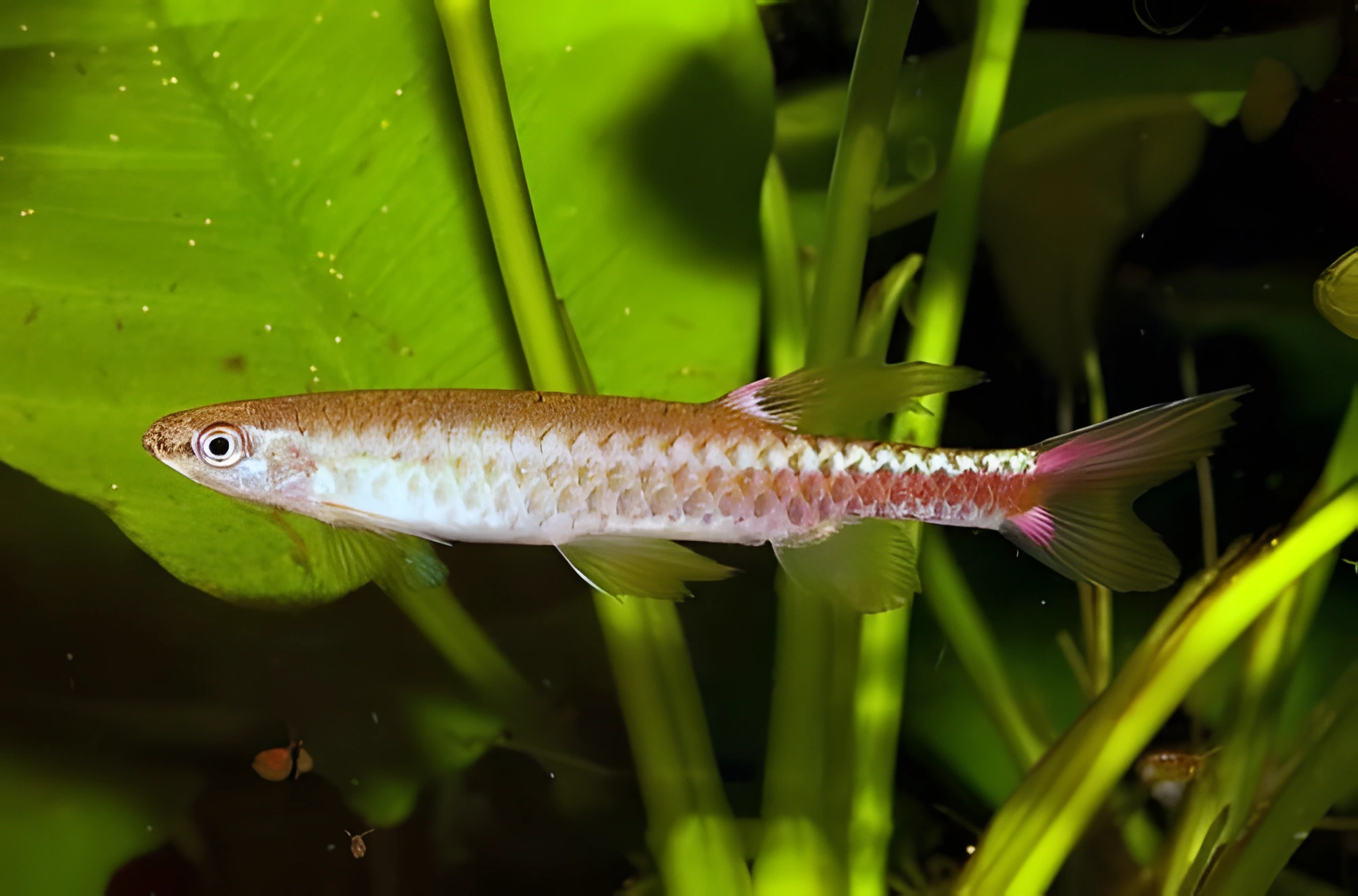 Fotografía del pez de acuario Copella compta