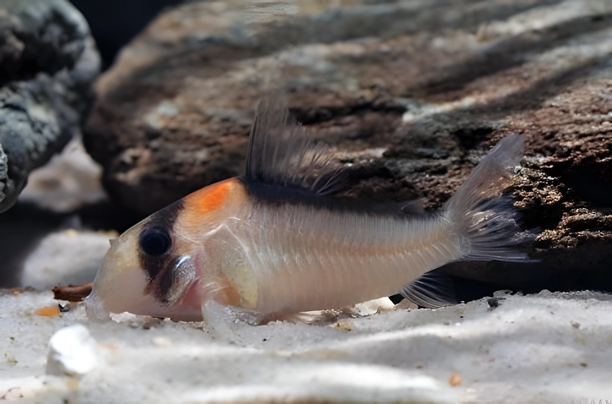 Fotografía del pez de acuario Corydoras de Adolfo