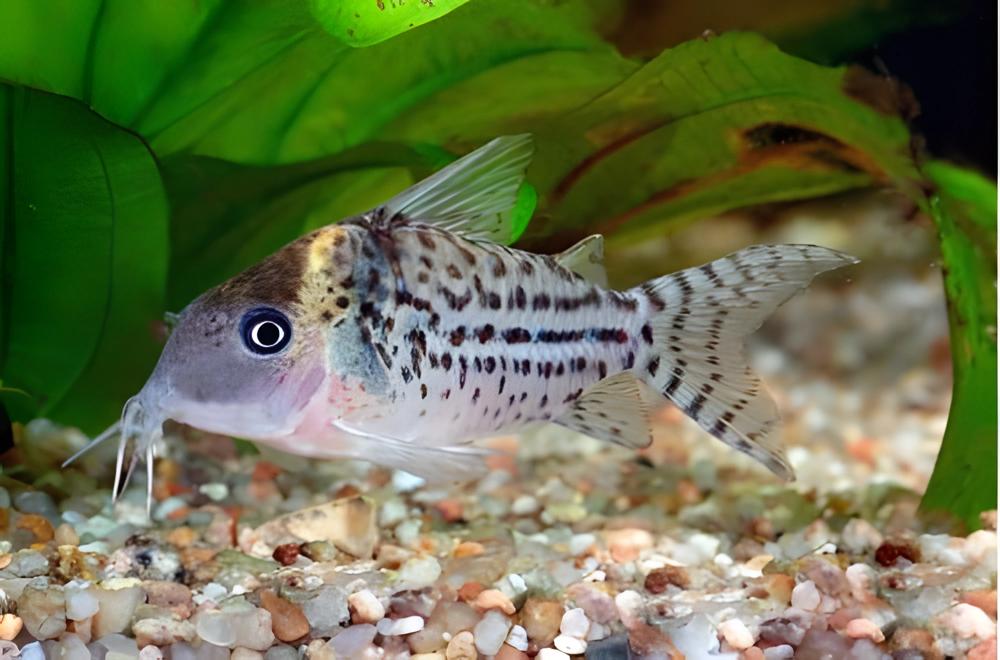 Fotografía del pez de acuario Corydoras de Agassiz