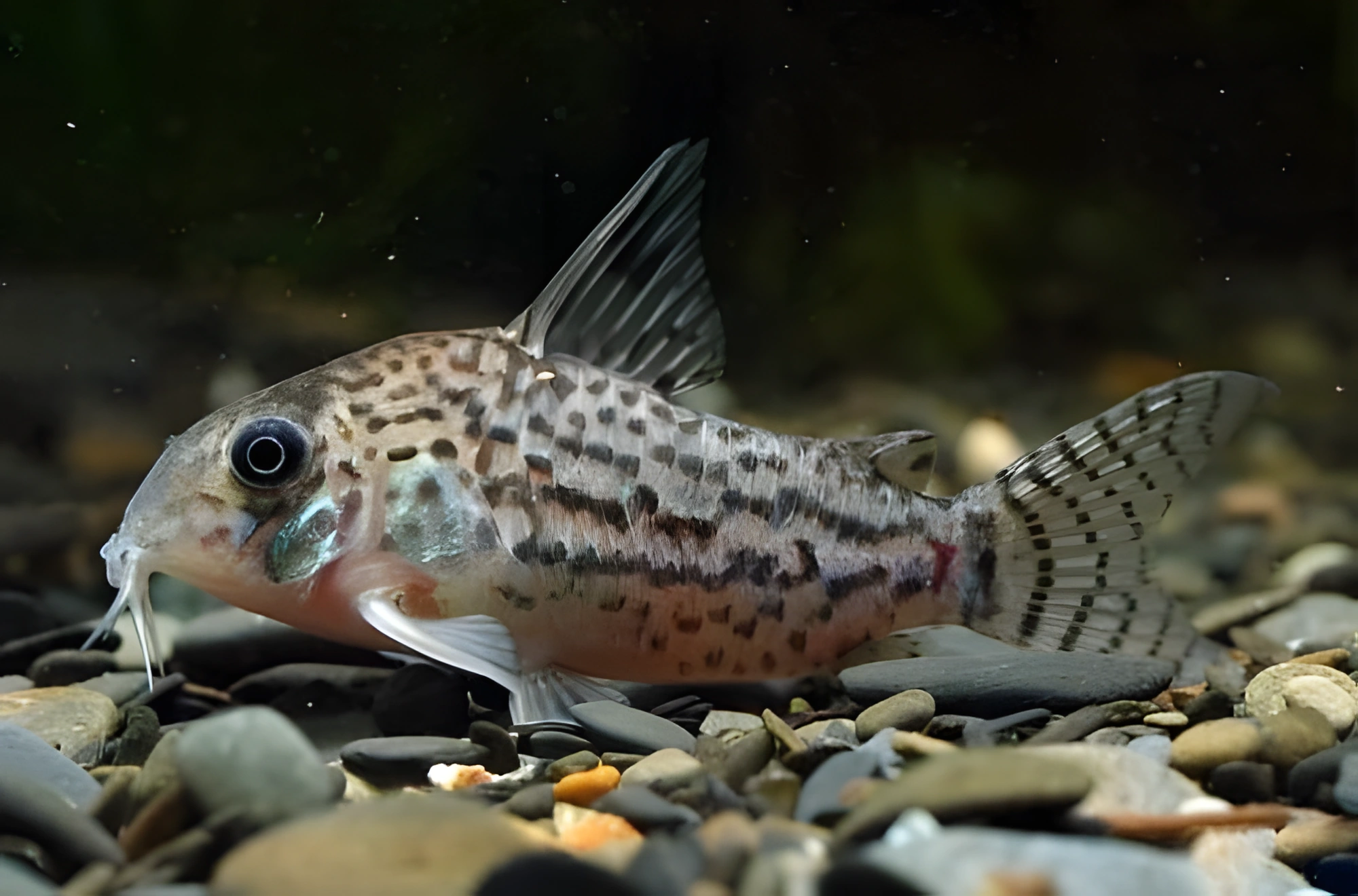 Fotografía del pez de acuario Corydoras de Acre