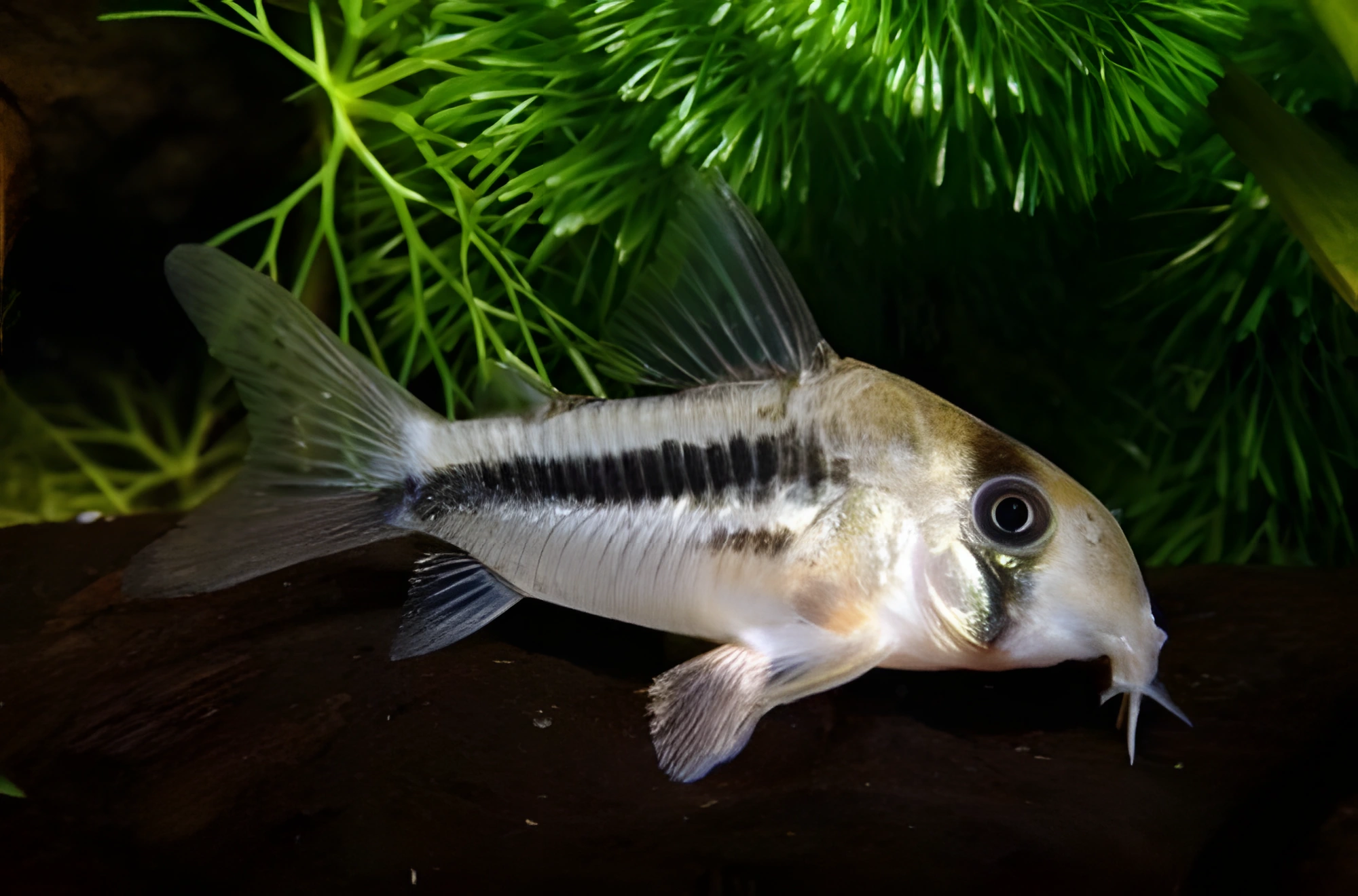 Fotografía del pez de acuario Corydoras de Axelrod